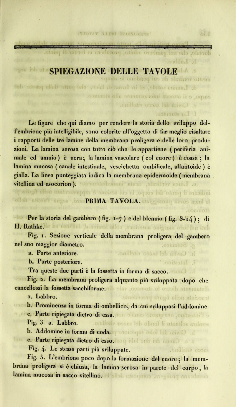 i SPIEGAZIONE DELLE TAVOLE Le figure che qui diamo per rendere la storia dello sviluppo del- l’embrione più intelligibile, sono colorite all’oggetto di far meglio risaltare i rapporti delle tre lamine della membrana proligera e delle loro produ- zioni. La lamina serosa con tutto ciò che le appartiene ( periferia ani- male ed amnio ) è nera • la lamina vascolare ( col cuore ) è rossa • la lamina mucosa ( canale intestinale, vescichetta ombilicale, allantoide ) è gialla. La linea punteggiata indica la membrana epidermoide ( membrana vitellina ed esocorion ). PRIMA TAVOLA. Per la storia del gambero ( fig. 1-7 ) e del blennio ( fig. 8-14 )} di H. Rathke. Fig. 1. Sezione verticale della membrana proligera del gambero nel suo maggior diametro. a. Parte anteriore. b. Parte posteriore. Tra queste due parti è la fossetta in forma di sacco. Fig. 2. La membrana proligera alquanto più sviluppata dopo che cancellossi la fossetta sacchiforme. a. Labbro. b. Prominenza in forma di ombellico, da cui sviluppasi l’addomine. c. Parte ripiegata dietro di essa. Pig. 3. a. Labbro. b. Addomine in forma di coda. c. Parte ripiegata dietro di esso. Fig. 4- Le stesse parti più sviluppate. Fig. 5. L’embrione poco dopo la formazione del cuore j la mem- brana proligera si è chiusa, la lamina serosa in parete del corpo, la lamina mucosa in sacco vitellino.