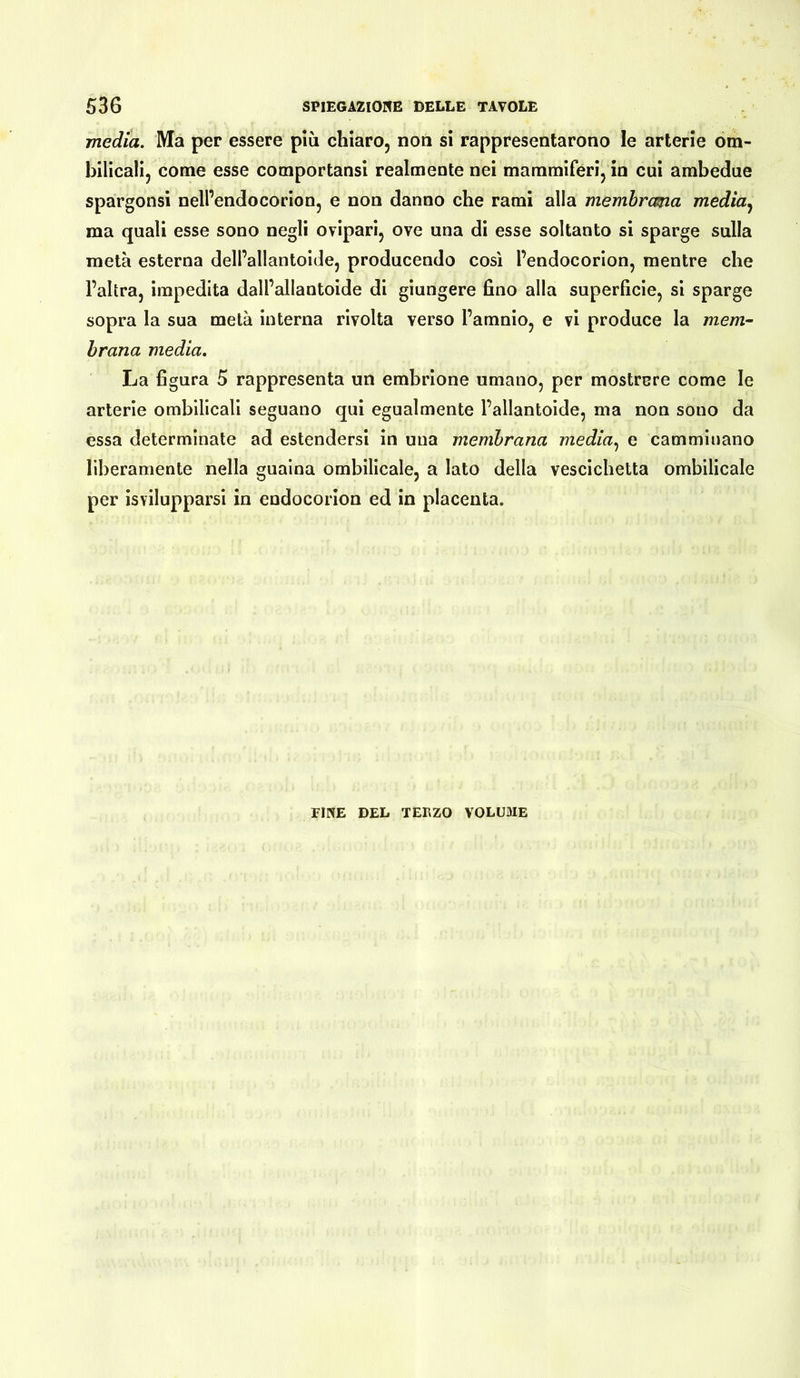 media. Ma per essere più chiaro, non si rappresentarono le arterie om- bilicaii, come esse comportansi realmente nei mammiferi, in cui ambedue spargonsi nell’endocorion, e non danno che rami alla membrana media, ma quali esse sono negli ovipari, ove una di esse soltanto si sparge sulla metà esterna dell’allantoide, producendo così l’endocorion, mentre che l’altra, impedita dall’allantoide di giungere fino alla superficie, si sparge sopra la sua metà interna rivolta verso l’amnio, e vi produce la mem- brana media. La figura 5 rappresenta un embrione umano, per mostrere come le arterie ombilicali seguano qui egualmente l’allantoide, ma non sono da essa determinate ad estendersi in una membrana media, e camminano liberamente nella guaina ombilicale, a Iato della vescichetta ombilicale per isvilupparsi in endocorion ed in placenta. FINE DEL TERZO VOLUME