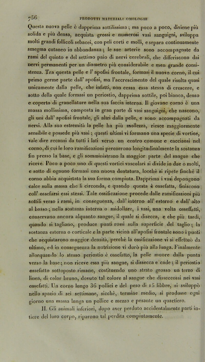Questa nuova pelle e dapprima sotlilissima ma poco a poco, diviene piii solida e plü densa, acquista grossi e numerosi vasi sanguigni, sviluppa molti grandi follicoli sebacei, coo peli corti e molli, esepara continuamente smegma cutaneo in abhondanza ^ le sue arterie sono accompagnate da rami del quinto e del settimo paio di nervi cerebrali, che differiscono dai nervi permanenti per un diametro piä considerabile e men grande consi- stenza. Tra questa pelle e l1 apoGsi frontale, formasi il nuovo corno, il cui primo germe parte dall’ apoGsi, ma l’accrescimento del quäle risulta quasi unicatnente dalla pelle, che infatti, non cessa essa stessa di crescere, e sotto deila quäle formasi un periostio, dapprima sottile, poi bianco, denso e coperto di granellature nella sua faccia interna. II giovane corno e una massa mollissima, composta in gran parte di vasi sanguigni, che nascono, gli uni dall’ apoGsi frontale, gli altri dalla pelle, e sono accompagnati da nervi. Alla sua estremitü la pelle ha piü mollezza, riesce maggiormente sensibile e possede piü vasi} questi ultimi vi formano una specie di vortice, vale dire recansi da tutti i lati verso un centro comune e cacciansi nel corno, di cui le loro ramificazioni percorrono longitudinalmente la sostanza fin presso la base, e gli somministrano la maggior parte del sangue che riceve. Poco a poco uno di questi vortici vascolari si divide in due o molti, e sotto di ognuno formasi una nuova dontatura, locche 6i ripete Gnche il corno abbia acquistata la sua forma compiuta. Dapprima i vasi depongono calce sulla massa che li circonda, e quando questa e ossefatta, Gniscono colP ossefarsi essi stessi. Tale ossiGcazione procede dalle ramiGcazioni piü sottili verso i rami, in conseguenza, dall’ interno all’ esterno e dall’ alto al basso ^ nella sostanza interna o midollare, i vasi, una volta osseßatti, conservano ancora alquanto sangue, il quäle si disecca, e che piü tardi, quando si tagliano, produce punti rossi sulla superGcie del taglio • la sostanza esterna o corticale e la parte vicina all’apoGsi frontale sono i punti che acquistarono maggior densitä, perche la ossiGcazione vi si effettuö da ultimo, ed in conseguenza la nutrizione vi durö piü alla lunga. Finalmente allorquando Io stesso periostio e ossefatto, la pelle muore dalla punta verso la base^ non riceve essa piü sangue, si dissecca e cade} il periostio ossefatto sottoposto rimane, costituendo uno strato grosso un terzo di linea, di color bruno, dovuto tal colore al sangue che disseccossi nei vasi ossefatti. Un corno lungo 36 pollici e del peso di i5 libbre, si sviluppo nello spazio di sei sellimane, sieche, termine medio, si produsse ogni giorno una massa lunga un pollice e mezzo e pesante un quartiero. II. Gli animali inferiori, dopo aver perdulo accidenlaljnente parli in- tiere del loro corpo, riparono tal perdita compiulameulo.