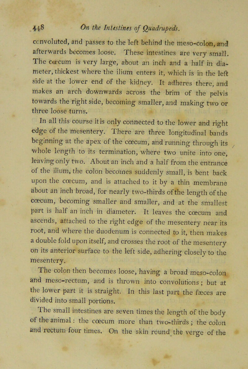 convoluted, and passes to the left behind the meso-colon, and afterwards becomes loose. These intestines are very small. The ccecum is very large, about an inch and a half in dia- meter, thickest where the ilium enters it, which is in the left side at the lower end of the kidney. It adheres there, and makes an arch downwards across the brim of the pelvis towards the right side, becoming smaller, and making two or three loose turns. In all this course it is only connected to the lower and right edge of the mesentery. There are three longitudinal bands beginning at the apex of the coecum, and running through its whole length to its termination, where two unite into one, leaving only two. About an inch and a half from the entrance of the ilium, the colon becomes suddenly small, is bent back upon the coecum, and is attached to it by a thin membrane about an inch broad, for nearly two-thirds of the length of the coecum, becoming smaller and smaller, and at the smallest part is half an inch in diameter. It leaves the coecum and ascends, attached to the right edge of the mesentery near its root, and where the duodenum is connected to it, then makes a double fold upon itself, and crosses the root of the mesentery on its anterior surface to the left side, adhering closely to the mesentery. The colon then becomes loose, having a broad meso-colon and mesc-rectum, and is thrown into convolutions ; but at the lower part it is straight. In this last part the faeces are divided into small portions. The small intestines are seven times the length of the body of the animal: the coecum more than two-thirds ; the colon and rectum four times. On the skin round the verge of the
