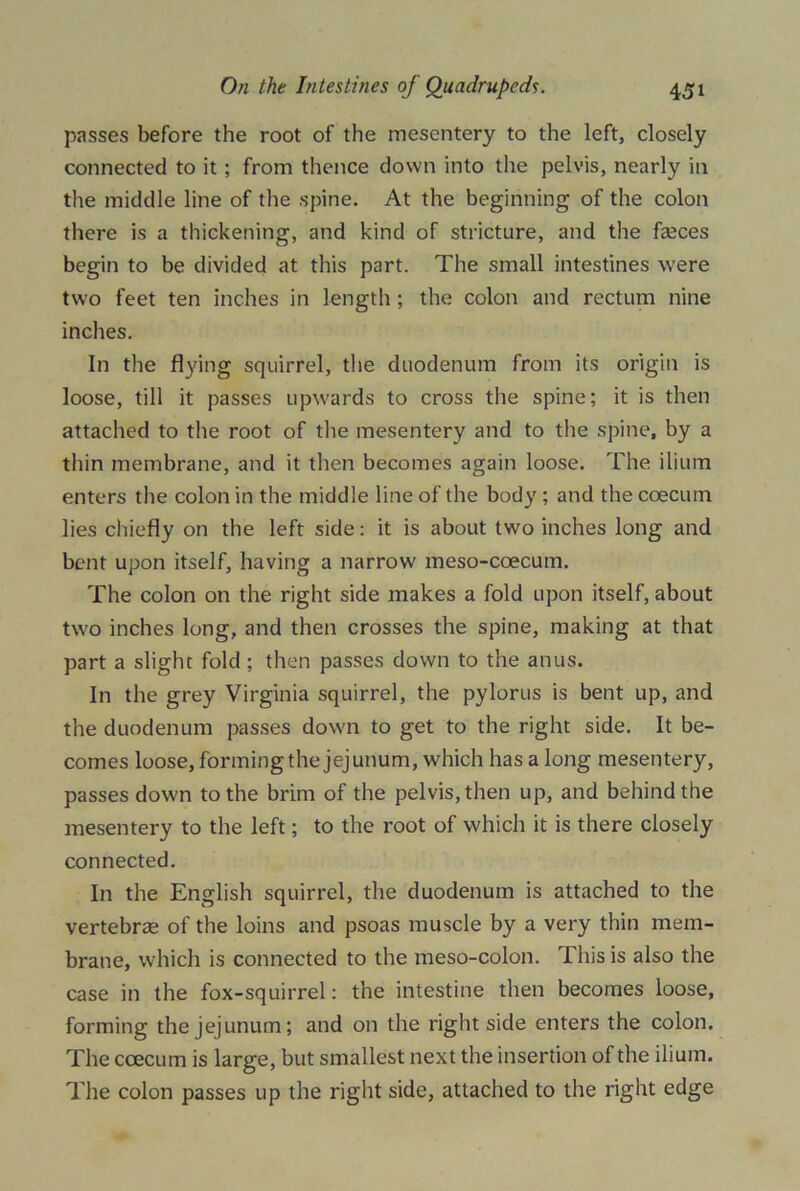 passes before the root of the mesentery to the left, closely connected to it; from thence down into the pelvis, nearly in the middle line of the spine. At the beginning of the colon there is a thickening, and kind of stricture, and the feces begin to be divided at this part. The small intestines were two feet ten inches in length ; the colon and rectum nine inches. In the flying squirrel, the duodenum from its origin is loose, till it passes upwards to cross the spine; it is then attached to the root of the mesentery and to the spine, by a thin membrane, and it then becomes again loose. The ilium enters the colon in the middle line of the body ; and the coecum lies chiefly on the left side: it is about two inches long and bent upon itself, having a narrow meso-coecum. The colon on the right side makes a fold upon itself, about two inches long, and then crosses the spine, making at that part a slight fold; then passes down to the anus. In the grey Virginia squirrel, the pylorus is bent up, and the duodenum passes down to get to the right side. It be- comes loose, forming the jejunum, which has a long mesentery, passes down to the brim of the pelvis, then up, and behind the mesentery to the left; to the root of which it is there closely connected. In the English squirrel, the duodenum is attached to the vertebra; of the loins and psoas muscle by a very thin mem- brane, which is connected to the meso-colon. This is also the case in the fox-squirrel: the intestine then becomes loose, forming the jejunum; and on the right side enters the colon. The coecum is large, but smallest next the insertion of the ilium. The colon passes up the right side, attached to the right edge