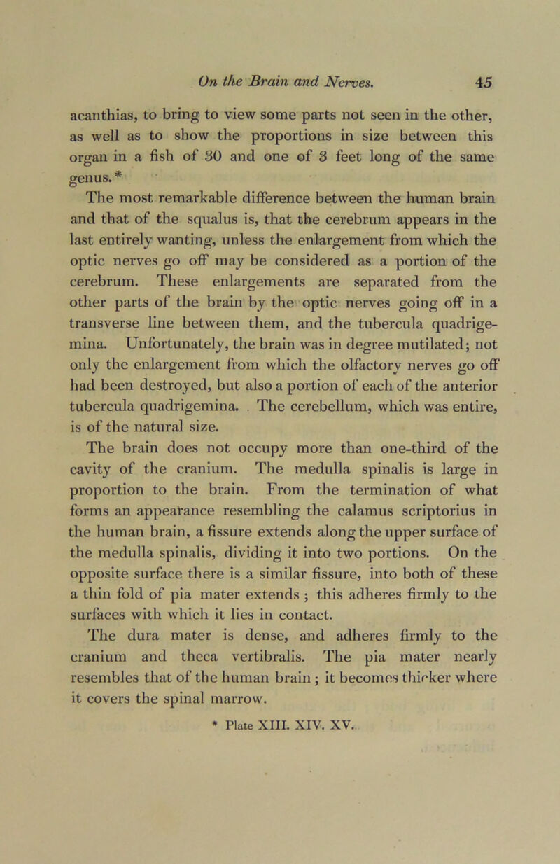 acanthias, to bring to view some parts not seen in the other, as well as to show the proportions in size between this organ in a fish of' 30 and one of 3 feet long of the same genus.* The most remarkable difference between the human brain and that of the squalus is, that the cerebrum appears in the last entirely wanting, unless the enlargement from which the optic nerves go off may be considered as a portion of the cerebrum. These enlargements are separated from the other parts of the brain by the optic nerves going off in a transverse line between them, and the tubercula quadrige- mina. Unfortunately, the brain was in degree mutilated; not only the enlargement from which the olfactory nerves go off had been destroyed, but also a portion of each of the anterior tubercula quadrigemina. The cerebellum, which was entire, is of the natural size. The brain does not occupy more than one-third of the cavity of the cranium. The medulla spinalis is large in proportion to the brain. From the termination of what forms an appearance resembling the calamus scriptorius in the human brain, a fissure extends along the upper surface of the medulla spinalis, dividing it into two portions. On the opposite surface there is a similar fissure, into both of these a thin fold of pia mater extends ; this adheres firmly to the surfaces with which it lies in contact. The dura mater is dense, and adheres firmly to the cranium and theca vertibralis. The pia mater nearly resembles that of the human brain ; it becomes thicker where it covers the spinal marrow. * Plate XIII. XIV. XV.