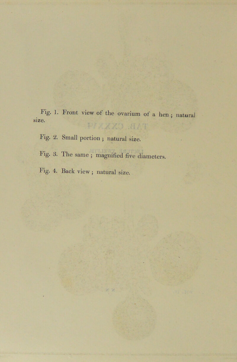 Fig. 1. Front view of the ovarium of a hen ; natural size. Fig. 2. Small portion ; natural size. Fig. 3. Ihe same ; magnified five diameters. Fig. 4. Back view; natural size.