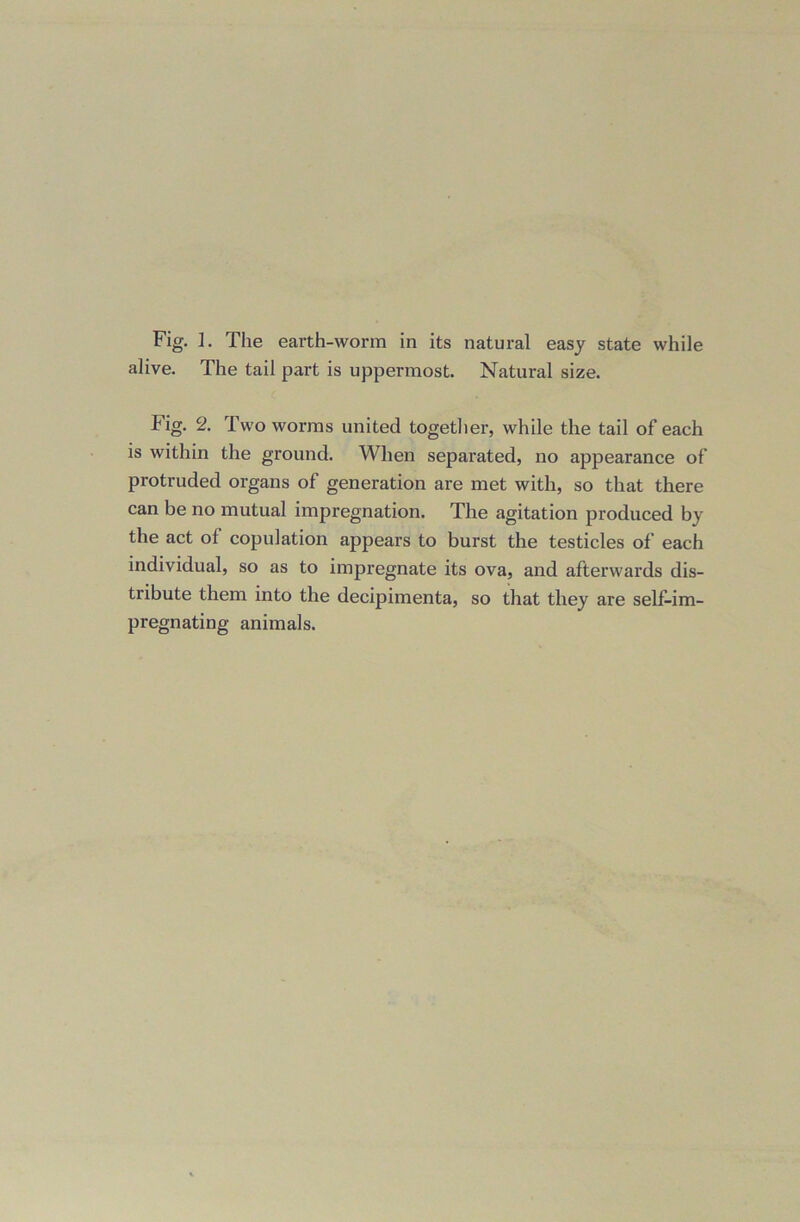 Fig. I. The earth-worm in its natural easy state while alive. The tail part is uppermost. Natural size. Fig. 2. Two worms united together, while the tail of each is within the ground. When separated, no appearance of protruded organs of generation are met with, so that there can be no mutual impregnation. The agitation produced by the act of copulation appears to burst the testicles of each individual, so as to impregnate its ova, and afterwards dis- tribute them into the decipimenta, so that they are self-im- pregnating animals.