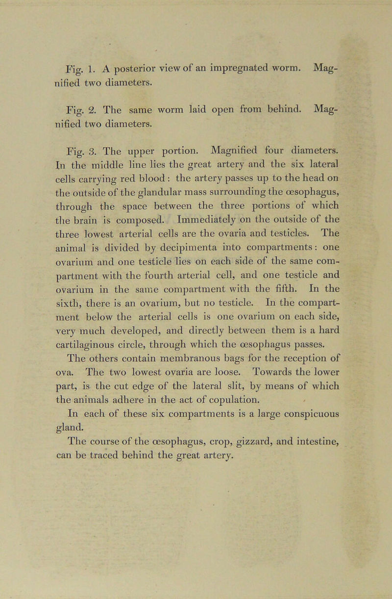 Fig. 1. A posterior view of an impregnated worm. Mag- nified two diameters. Fig. 2. The same worm laid open from behind. Mag- nified two diameters. Fig. 3. The upper portion. Magnified four diameters. In the middle line lies the great artery and the six lateral cells carrying red blood : the artery passes up to the head on the outside of the glandular mass surrounding the oesophagus, through the space between the three portions of which the brain is composed. Immediately on the outside of the three lowest arterial cells are the ovaria and testicles. The animal is divided by decipimenta into compartments: one ovarium and one testicle lies on each side of the same com- partment with the fourth arterial cell, and one testicle and ovarium in the same compartment with the fifth. In the sixth, there is an ovarium, but no testicle. In the compart- ment below the arterial cells is one ovarium on each side, very much developed, and directly between them is a hard cartilaginous circle, through which the oesophagus passes. The others contain membranous bags for the reception of ova. The two lowest ovaria are loose. Towards the lower part, is the cut edge of the lateral slit, by means of which the animals adhere in the act of copulation. In each of these six compartments is a large conspicuous gland. The course of the oesophagus, crop, gizzard, and intestine, can be traced behind the great artery.
