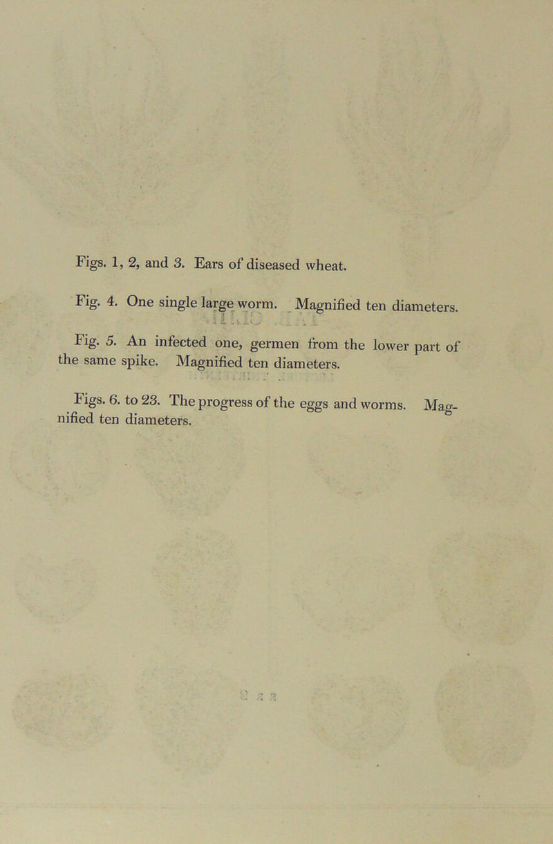 Fig. 4. One single large worm. Magnified ten diameters. Fig. 5. An infected one, germen from the lower part of the same spike. Magnified ten diameters. t Figs. 6. to 23. The progress of the eggs and worms. Mag- nified ten diameters.