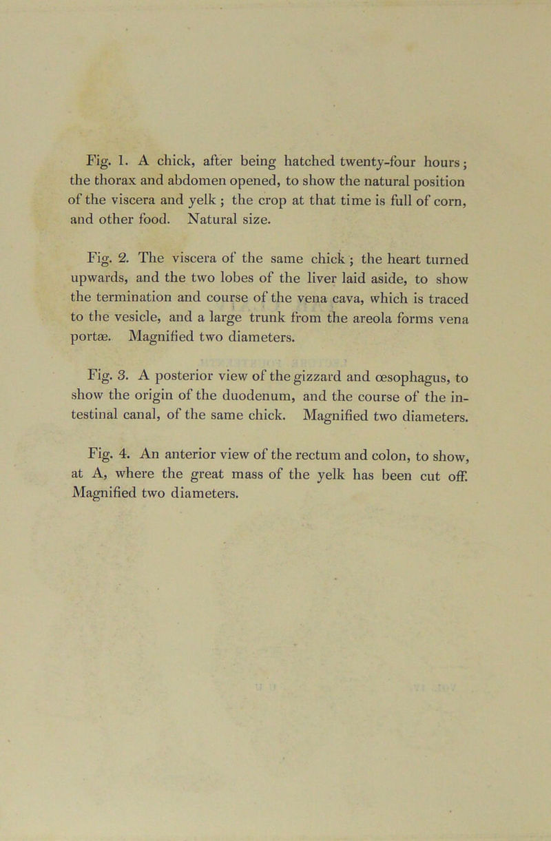 Fig. 1. A chick, after being hatched twenty-four hours; the thorax and abdomen opened, to show the natural position of the viscera and yelk ; the crop at that time is full of corn, and other food. Natural size. Fig. 2. The viscera of the same chick ; the heart turned upwards, and the two lobes of the liver laid aside, to show the termination and course of the vena cava, which is traced i to the vesicle, and a large trunk from the areola forms vena portae. Magnified two diameters. Fig. 3. A posterior view of the gizzard and oesophagus, to show the origin of the duodenum, and the course of the in- testinal canal, of the same chick. Magnified two diameters. Fig. 4. An anterior view of the rectum and colon, to show, at A, where the great mass of the yelk has been cut off. Magnified two diameters.