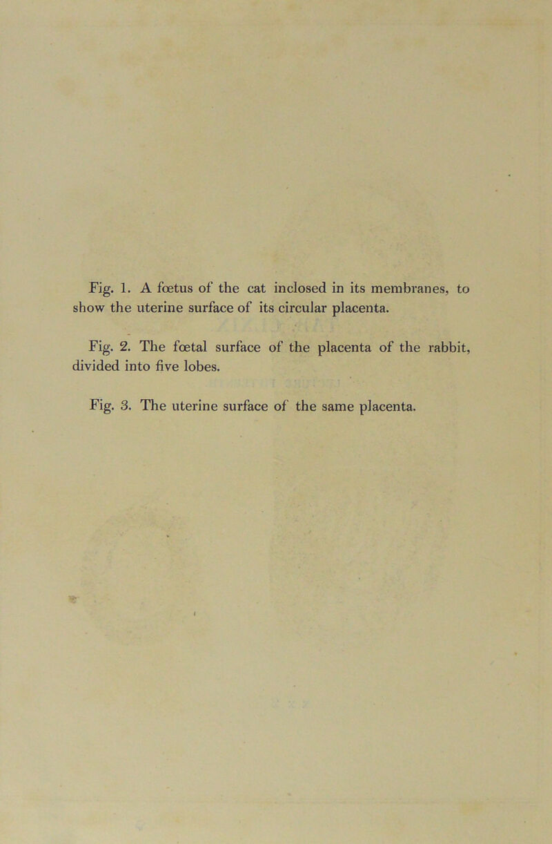 show the uterine surface of its circular placenta. Fig. 2. The foetal surface of the placenta of the rabbit, divided into five lobes. Fig. 3. The uterine surface of the same placenta.