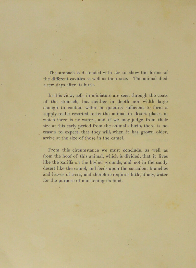 The stomach is distended with air to show the forms of the different cavities as well as their size. The animal died a few days after its birth. In this view, cells in miniature are seen through the coats of the stomach, but neither in depth nor width large enough to contain water in quantity sufficient to form a supply to be resorted to by the animal in desert places in which there is no water ; and if we may judge from their size at this early period from the animal’s birth, there is no reason to expect, that they will, when it has grown older, arrive at the size of those in the camel. From this circumstance we must conclude, as well as from the hoof of this animal, which is divided, that it lives like the xariffa on the higher grounds, and not in the sandy desert like the camel, and feeds upon the succulent branches and leaves of trees, and therefore requires little, if any, water for the purpose of moistening its food.
