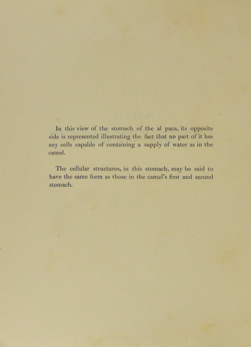 In this view of the stomach of the al paca, its opposite side is represented illustrating the fact that no part of it has any cells capable of containing a supply of water as in the camel. The cellular structures, in this stomach, may be said to have the same form as those in the camel’s first and second stomach.