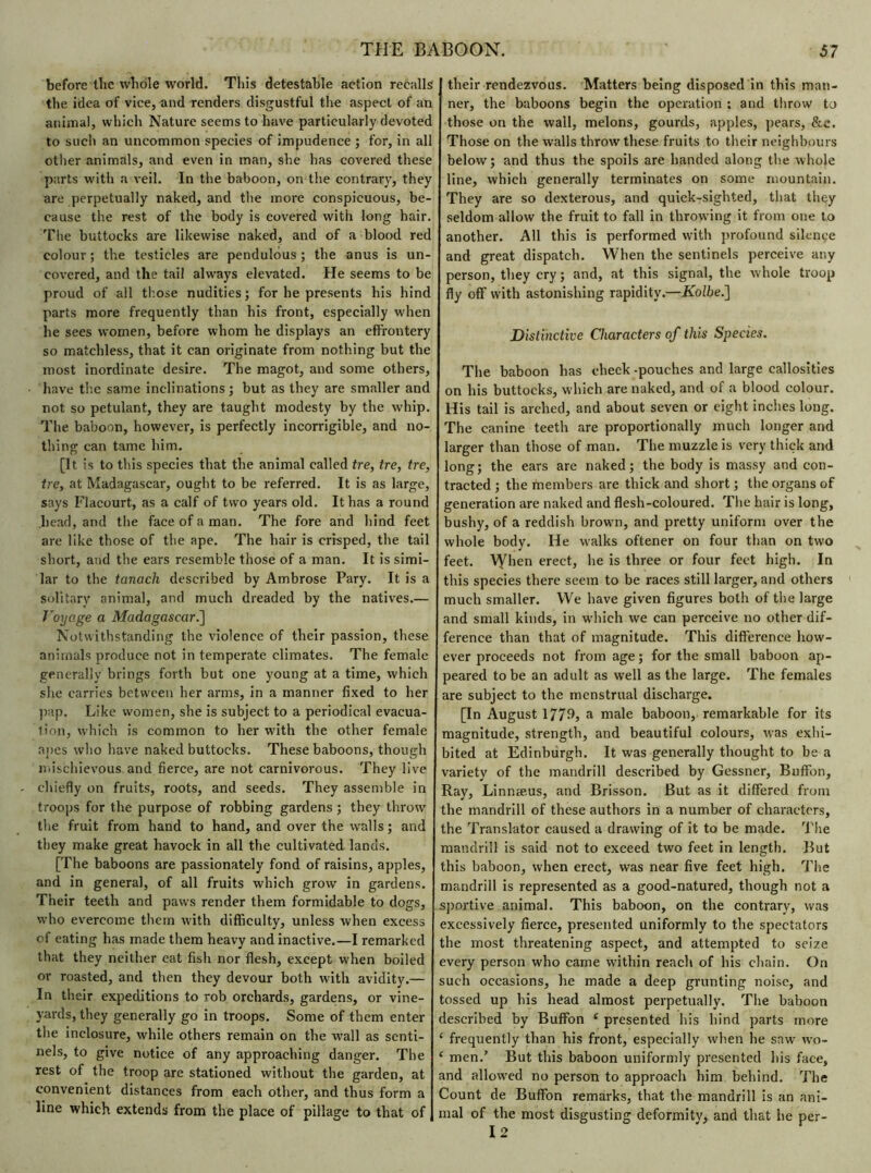 before the whole world. This detestable action recalls the idea of vice, and renders disgustful the aspect of an animal, which Nature seems to have particularly devoted to such an uncommon species of impudence ; for, in all other animals, and even in man, she has covered these parts with a veil. In the baboon, on the contrary, they are perpetually naked, and the more conspicuous, be- cause the rest of the body is covered with long hair. The buttocks are likewise naked, and of a blood red colour ; the testicles are pendulous ; the anus is un- covered, and the tail always elevated. He seems to be proud of all those nudities; for he presents his hind parts more frequently than his front, especially when he sees women, before whom he displays an effrontery so matchless, that it can originate from nothing but the most inordinate desire. The magot, and some others, have the same inclinations ; but as they are smaller and not so petulant, they are taught modesty by the whip. The baboon, however, is perfectly incorrigible, and no- thing can tame him. [It is to this species that the animal called tre, tre, tre, tre, at Madagascar, ought to be referred. It is as large, says Flacourt, as a calf of two years old. It has a round head, and the face of a man. The fore and hind feet are like those of the ape. The hair is crisped, the tail short, and the ears resemble those of a man. It is simi- lar to the tanach described by Ambrose Pary. It is a solitary animal, and much dreaded by the natives.— Voyagë a Madagascar.'] Notwithstanding the violence of their passion, these animals produce not in temperate climates. The female generally brings forth but one young at a time, which she carries between her arms, in a manner fixed to her pap. Like women, she is subject to a periodical evacua- tion, which is common to her with the other female apes who have naked buttocks. These baboons, though mischievous and fierce, are not carnivorous. They live chiefly on fruits, roots, and seeds. They assemble in troops for the purpose of robbing gardens ; they throw the fruit from hand to hand, and over the walls ; and they make great havock in all the cultivated lands. [The baboons are passionately fond of raisins, apples, and in general, of all fruits which grow in gardens. Their teeth and paws render them formidable to dogs, who overcome them with difficulty, unless when excess of eating has made them heavy and inactive.—I remarked that they neither eat fish nor flesh, except when boiled or roasted, and then they devour both with avidity.— In their expeditions to rob orchards, gardens, or vine- yards, they generally go in troops. Some of them enter the inclosure, while others remain on the wall as senti- nels, to give notice of any approaching danger. The rest of the troop are stationed without the garden, at convenient distances from each other, and thus form a line which extends from the place of pillage to that of their rendezvous. Matters being disposed in this man- ner, the baboons begin the operation ; and throw to those on the wall, melons, gourds, apples, pears, &c. Those on the walls throw these fruits to their neighbours below; and thus the spoils are handed along the whole line, which generally terminates on some mountain. They are so dexterous, and quick-sighted, that they seldom allow the fruit to fall in throwing it from one to another. All this is performed with profound silence and great dispatch. When the sentinels perceive any person, they cry ; and, at this signal, the whole troop fly off with astonishing rapidity.—Kolbe.] Distinctive Characters of this Species. The baboon has cheek -pouches and large callosities on his buttocks, which are naked, and of a blood colour. His tail is arched, and about seven or eight inches long. The canine teeth are proportionally much longer and larger than those of man. The muzzle is very thick and long; the ears are naked; the body is massy and con- tracted ; the members are thick and short ; the organs of generation are naked and flesh-coloured. The hair is long, bushy, of a reddish brown, and pretty uniform over the whole body. He walks oftener on four than on two feet, \yhen erect, he is three or four feet high. In this species there seem to be races still larger, and others much smaller. We have given figures both of the large and small kinds, in which we can perceive no other dif- ference than that of magnitude. This difference how- ever proceeds not from age ; for the small baboon ap- peared to be an adult as well as the large. The females are subject to the menstrual discharge. [In August 1779, a male baboon, remarkable for its magnitude, strength, and beautiful colours, was exhi- bited at Edinburgh. It was generally thought to be a variety of the mandrill described by Gessner, Buffon, Ray, Linnaeus, and Brisson. But as it differed from the mandrill of these authors in a number of characters, the Translator caused a drawing of it to be made. The mandrill is said not to exceed two feet in length. But this baboon, when erect, was near five feet high. The mandrill is represented as a good-natured, though not a sportive animal. This baboon, on the contrary, was excessively fierce, presented uniformly to the spectators the most threatening aspect, and attempted to seize every person who came within reach of his chain. On such occasions, he made a deep grunting noise, and tossed up his head almost perpetually. The baboon described by Buffon e presented his hind parts more ‘ frequently than his front, especially when he saw wo- ‘ men.’ But this baboon uniformly presented his face, and allowed no person to approach him behind. The Count de Buffon remarks, that the mandrill is an ani- mal of the most disgusting deformity, and that lie per- I 2