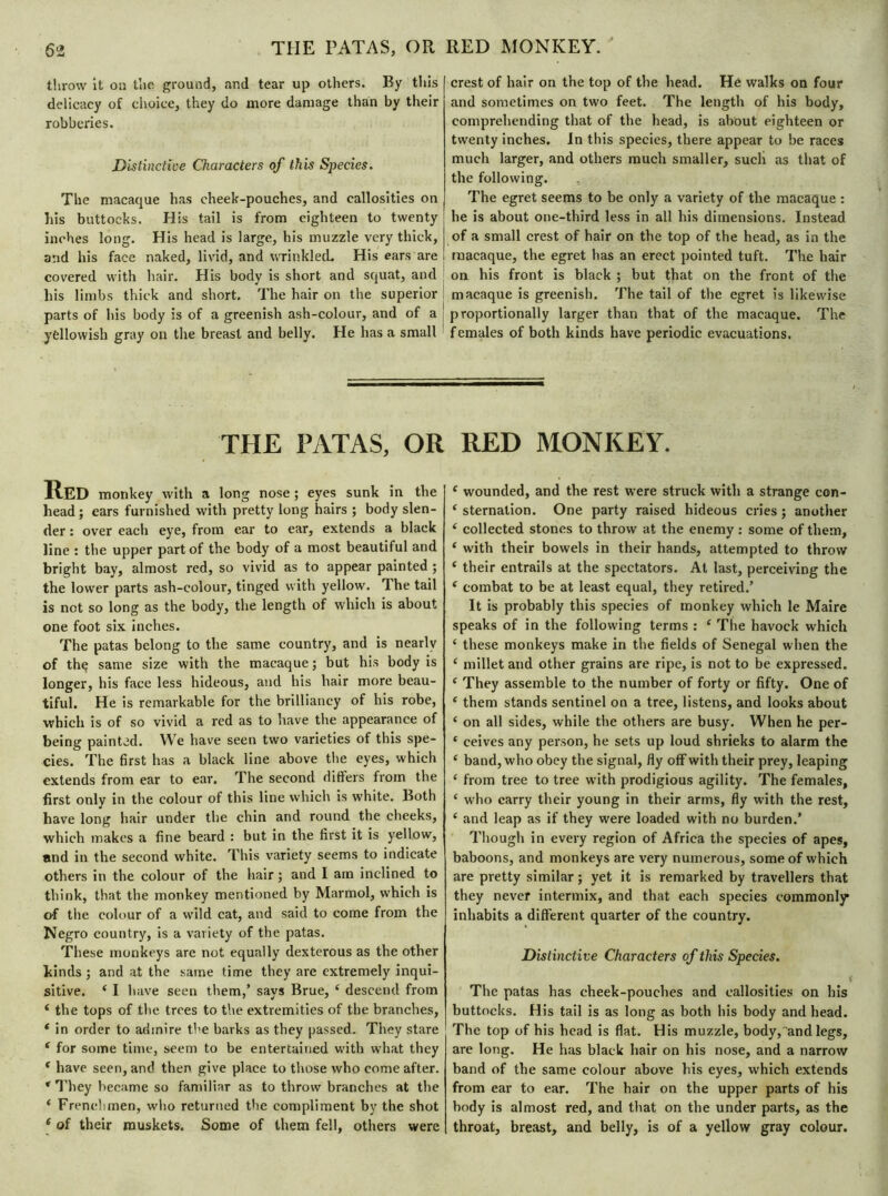throw it on the ground, and tear up others. By this delicacy of choice, they do more damage than by their robberies. Distinctive Characters of this Species. The macaque has cheek-pouches, and callosities on his buttocks. His tail is from eighteen to twenty inches long. His head is large, his muzzle very thick, and his face naked, livid, and wrinkled. His ears are covered with hair. His body is short and squat, and his limbs thick and short. The hair on the superior parts of his body is of a greenish ash-colour, and of a yellowish gray on the breast and belly. He has a small crest of hair on the top of the head. Hé walks on four and sometimes on two feet. The length of his body, comprehending that of the head, is about eighteen or twenty inches. In this species, there appear to be races much larger, and others much smaller, sucli as that of the following. The egret seems to be only a variety of the macaque : he is about one-third less in all his dimensions. Instead of a small crest of hair on the top of the head, as in the macaque, the egret has an erect pointed tuft. The hair on his front is black ; but that on the front of the macaque is greenish. The tail of the egret is likewise proportionally larger than that of the macaque. The females of both kinds have periodic evacuations. THE PATAS, OR RED monkey with a long nose ; eyes sunk in the head; ears furnished with pretty long hairs ; body slen- der : over each eye, from ear to ear, extends a black line : the upper part of the body of a most beautiful and bright bay, almost red, so vivid as to appear painted ; the lower parts ash-colour, tinged with yellow. The tail is not so long as the body, the length of which is about one foot six inches. The patas belong to the same country, and is nearly of thç same size with the macaque; but his body is longer, his face less hideous, and his hair more beau- tiful. He is remarkable for the brilliancy of his robe, which is of so vivid a red as to have the appearance of being painted. We have seen two varieties of this spe- cies. The first has a black line above the eyes, which extends from ear to ear. The second differs from the first only in the colour of this line which is white. Both have long hair under the chin and round the cheeks, which makes a fine beard : but in the first it is yellow, and in the second white. This variety seems to indicate others in the colour of the hair ; and I am inclined to think, that the monkey mentioned by Marmol, which is of the colour of a wild cat, and said to come from the Negro country, is a variety of the patas. These monkeys are not equally dexterous as the other hinds ; and at the same time they are extremely inqui- sitive. 4 I have seen them,’ says Brue, 4 descend from 4 the tops of the trees to the extremities of the branches, 4 in order to admire the barks as they passed. They stare ' 4 for some time, seem to be entertained with wdiat they 4 have seen, and then give place to those who come after. * They became so familiar as to throw branches at the 4 Frenchmen, who returned the compliment by the shot 4 of their muskets. Some of them fell, others were RED MONKEY. 4 wounded, and the rest were struck with a strange con- 4 sternalion. One party raised hideous cries ; another 4 collected stones to throw at the enemy : some of them, 4 with their bowels in their hands, attempted to throw 4 their entrails at the spectators. At last, perceiving the 4 combat to be at least equal, they retired.’ It is probably this species of monkey which le Maire speaks of in the following terms : 4 The havock which 4 these monkeys make in the fields of Senegal when the 4 millet and other grains are ripe, is not to be expressed. 4 They assemble to the number of forty or fifty. One of 4 them stands sentinel on a tree, listens, and looks about 4 on all sides, while the others are busy. When he per- 4 ceives any person, he sets up loud shrieks to alarm the 4 band, who obey the signal, fly off with their prey, leaping 4 from tree to tree with prodigious agility. The females, 4 who carry their young in their arms, fly with the rest, 4 and leap as if they were loaded with no burden.’ Though in every region of Africa the species of apes, baboons, and monkeys are very numerous, some of which are pretty similar ; yet it is remarked by travellers that they never intermix, and that each species commonly inhabits a different quarter of the country. Distinctive Characters of this Species. The patas has cheek-pouches and callosities on his buttocks. His tail is as long as both his body and head. The top of his head is flat. His muzzle, body,and legs, are long. He has black hair on his nose, and a narrow band of the same colour above his eyes, which extends from ear to ear. The hair on the upper parts of his body is almost red, and that on the under parts, as the throat, breast, and belly, is of a yellow gray colour.