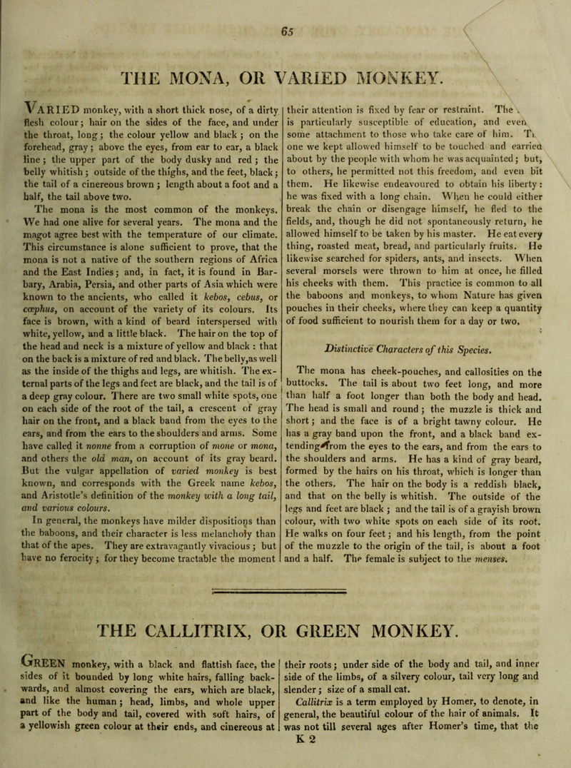 THE MONA, OR VARIED MONKEY. Varied monkey, with a short thick nose, of a dirty flesh colour; hair on the sides of the face, and under the throat, long ; the colour yellow and black ; on the forehead, gray ; above the eyes, from ear to ear, a black line ; the upper part of the body dusky and red ; the belly whitish ; outside of the thighs, and the feet, black; the tail of a cinereous brown ; length about a foot and a half, the tail above two. The mona is the most common of the monkeys. We had one alive for several years. The mona and the magot agree best with the temperature of our climate. This circumstance is alone sufficient to prove, that the mona is not a native of the southern regions of Africa and the East Indies; and, in fact, it is found in Bar- bary, Arabia, Persia, and other parts of Asia which were known to the ancients, who called it kebos, cebus, or coephus, on account of the variety of its colours. Its face is brown, with a kind of beard interspersed with white, yellow, and a little black. The hair on the top of the head and neck is a mixture of yellow and black : that on the back is a mixture of red and black. The belly,as well as the inside of the thighs and legs, are whitish. The ex- ternal parts of the legs and feet are black, and the tail is of a deep gray colour. There are two small white spots, one on each side of the root of the tail, a crescent of gray hair on the front, and a black band from the eyes to the ears, and from the ears to the shoulders and arms. Some have called it nonne from a corruption of mone or mona, and others the old man, on account of its gray beard. But the vulgar appellation of varied monkey is best known, and corresponds with the Greek name kebos, and Aristotle’s definition of the monkey with a long tail, and various colours. In general, the monkeys have milder dispositions than the baboons, and their character is less melancholy than that of the apes. They are extravagantly vivacious ; but have no ferocity ; for they become tractable the moment their attention is fixed by fear or restraint. The . is particularly susceptible of education, and even some attachment to those who take care of him. T> one we kept allowed himself to be touched and carried, about by the people with whom he was acquainted; but, to others, he permitted not this freedom, and even bit them. He likewise endeavoured to obtain his liberty : he was fixed with a long chain. When he could either break the chain or disengage himself, he fled to the fields, and, though he did not spontaneously return, he allowed himself to be taken by his master. He eat every thing, roasted meat, bread, and particularly fruits. He likewise searched for spiders, ants, and insects. When several morsels were thrown to him at once, he filled his cheeks with them. This practice is common to all the baboons and monkeys, to whom Nature has given pouches in their cheeks, where they can keep a quantity of food sufficient to nourish them for a day or two. Distinctive Characters of this Species. The mona has cheek-pouches, and callosities on the buttocks. The tail is about two feet long, and more than half a foot longer than both the body and head. The head is small and round ; the muzzle is thick and short ; and the face is of a bright tawny colour. He has a gray band upon the front, and a black band ex- tending^rom the eyes to the ears, and from the ears to the shoulders and arms. He has a kind of gray beard, formed by the hairs on his throat, which is longer than the others. The hair on the body is a reddish black, and that on the belly is w'hitish. The outside of the legs and feet are black ; and the tail is of a grayish brown colour, with two white spots on each side of its root. He walks on four feet ; and his length, from the point of the muzzle to the origin of the tail, is about a foot and a half. Thp female is subject to the 7nenses. THE CALLITRIX, OR GREEN MONKEY. Green monkey, with a black and flattish face, the sides of it bounded by long white hairs, falling back- wards, and almost covering the ears, which are black, and like the human ; head, limbs, and whole upper part of the body and tail, covered with soft hairs, of a yellowish green colour at their ends, and cinereous at their roots; under side of the body and tail, and inner side of the limbs, of a silvery colour, tail very long and slender ; size of a small cat. Callitrix is a term employed by Homer, to denote, in general, the beautiful colour of the hair of animals. It was not till several ages after Homer’s time, that tire K 2