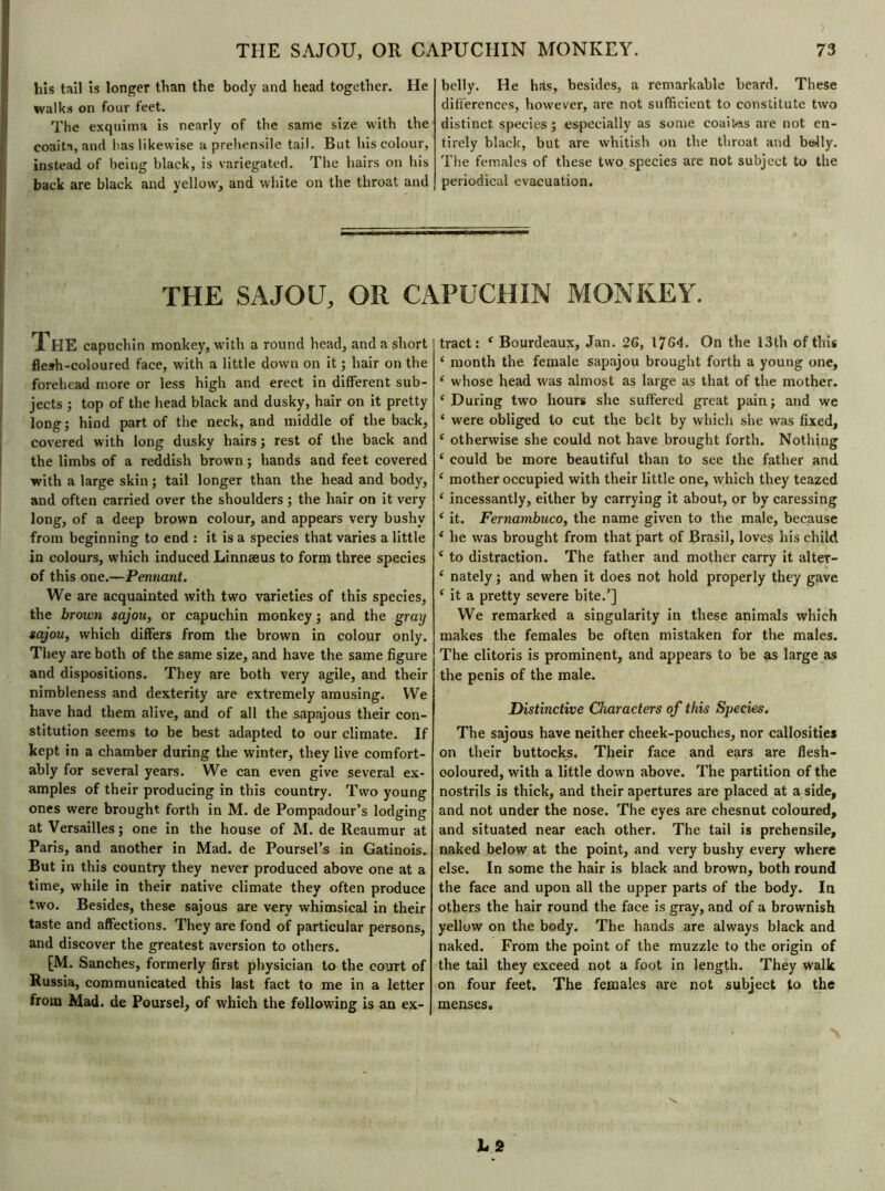 ) THE SAJOU, OR CAPUCHIN MONKEY. 73 liis tail is longer than the body and head together. He walks on four feet. The exquima is nearly of the same size with the coaita, and has likewise a prehensile tail. But his colour, instead of being black, is variegated. The hairs on his back are black and yellow, and white on the throat and belly. He lifts, besides, a remarkable beard. These differences, however, are not sufficient to constitute two distinct species ; especially as some coaifeis are not en- tirely black, but are whitish on the throat and bolly. The females of these two species are not subject to the periodical evacuation. THE SAJOU, OR CAPUCHIN MONKEY. The capuchin monkey, with a round head, and a short flesh-coloured face, with a little down on it ; hair on the forehead more or less high and erect in different sub- jects ; top of the head black and dusky, hair on it pretty long ; hind part of the neck, and middle of the back, covered with long dusky hairs ; rest of the back and the limbs of a reddish brown ; hands and feet covered with a large skin ; tail longer than the head and body, and often carried over the shoulders ; the hair on it very long, of a deep brown colour, and appears very bushy from beginning to end : it is a species that varies a little in colours, which induced Linnaeus to form three species of this one.—Pennant. We are acquainted with two varieties of this species, the brown sajou, or capuchin monkey ; and the gray sajou, which differs from the brown in colour only. They are both of the same size, and have the same figure and dispositions. They are both very agile, and their nimbleness and dexterity are extremely amusing. We have had them alive, and of all the sapajous their con- stitution seems to be best adapted to our climate. If kept in a chamber during the winter, they live comfort- ably for several years. We can even give several ex- amples of their producing in this country. Two young ones were brought forth in M. de Pompadour’s lodging at Versailles; one in the house of M. de Reaumur at Paris, and another in Mad. de Poursel’s in Gatinois. But in this country they never produced above one at a time, while in their native climate they often produce two. Besides, these sajous are very whimsical in their taste and affections. They are fond of particular persons, and discover the greatest aversion to others. [M. Sanches, formerly first physician to the court of Russia, communicated this last fact to me in a letter from Mad. de Poursel, of which the following is an ex- tract: f Bourdeaux, Jan. 26, 1764. On the 13th of this ‘ month the female sapajou brought forth a young one, i whose head was almost as large as that of the mother. f During two hours she suffered great pain; and we ‘ were obliged to cut the belt by which she was fixed, e otherwise she could not have brought forth. Nothing ‘ could be more beautiful than to see the father and e mother occupied with their little one, which they teazed e incessantly, either by carrying it about, or by caressing 1 it. Fernambuco, the name given to the male, because ‘ he was brought from that part of Brasil, loves his child * to distraction. The father and mother carry it alter- ‘ nately ; and when it does not hold properly they gave ‘ it a pretty severe bite.’] We remarked a singularity in these animals which makes the females be often mistaken for the males. The clitoris is prominent, and appears to be as large as the penis of the male. Distinctive Characters of this Species. The sajous have neither cheek-pouches, nor callosities on their buttocks. Their face and ears are flesh- ooloured, with a little down above. The partition of the nostrils is thick, and their apertures are placed at a side, and not under the nose. The eyes are chesnut coloured, and situated near each other. The tail is prehensile, naked below at the point, and very bushy every where else. In some the hair is black and brown, both round the face and upon all the upper parts of the body. In others the hair round the face is gray, and of a brownish yellow on the body. The hands are always black and naked. From the point of the muzzle to the origin of the tail they exceed not a foot in length. They walk on four feet. The females are not subject to the menses. ■ \ \ L2