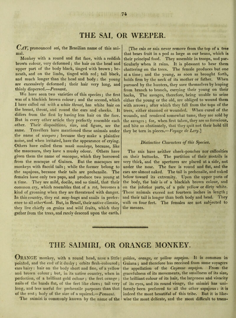 THE S AI, OR WEEPER. UAY, pronounced sai, the Brasilian name of this ani- mal. Monkey with a round and flat face, with a reddish brown colour, very deformed ; the hair on the head and upper part of the body black, tinged with brown ; be- neath, and on the limbs, tinged with red; tail black, and much longer than the head and body : the young are excessively deformed ; their hair very long, and thinly dispersed.—Pennant. We have seen two varieties of this species; the first was of a blackish brown colour ; and the second, which I have called sai with a white throat, has white hair on the breast, throat, and round the ears and cheeks. It differs from the first by having less hair on the face. But in every other article they perfectly resemble each other. Their dispositions, size, and figure, are the same. Travellers have mentioned these animals under the name of weepers ; because they make a plaintive noise, and when irritated, have the appearance of crying. Others have called them musk monkeys, because, like the maucauco, they kave a musky odour. Others have given them the name of macaque, which they borrowed from the macaque of Guinea. But the macaques are monkeys with flaccid tails; while the former belong to the sapajous, because their tails are prehensile. The females have only two paps, and produce two young at a time. They are mild, docile, and so timid, that their common cry, which resembles that of a rat, becomes a kind of groaning when they are threatened with danger. In this country, they eat may-bugs and snails in prefer- ence to all otherffood. But, in Brasil, their native climate, they live chiefly on grains and wild fruits, which they gather from the trees, and rarely descend upon the earth. I [The cais or sais never remove from the top of a tree that bears fruit in a pod as large as our beans, which is their principal food. They assemble in troops, and par- ticularly when it rains. It is pleasant to hear them chattering on the trees. The female produces but one at a time; and the young, as soon as brought forth, holds firm by the neck of its mother or father. When pursued by the hunters, they save themselves by leaping from branch to branch, carrying their young on their backs. The savages, therefore, being unable to seize either the young or the old, are obliged to wound them with arrows ; after which they fall from the tops of the trees, either stunned or wounded. When cured of the wounds, and rendered somewhat tame, they are sold by the savages ; for, when first taken, they are so ferocious, and bite so obstinately, that they quit not their hold till they be torn in pieces.— Voyage deLery.\ Distinctive Characters of this Species. The sais have neither cheek-pouches nor callosities on their buttocks. The partition of their nostrils is very thick, and the apertures are placed at a side, not under the nose. The face is round and flat, and the ears are almost naked. The tail is prehensile, and naked below toward its extremity. Upon the upper parts of the body, the hair is of a blackish brown colour, and on the inferior parts, of a pale yellow or dirty white. These animals exceed not fourteen inches in length ; and their tail is longer than both body and head. They walk on four feet. The females are not subjected to the menses. THE SAIMIRI, OR ORANGE MONKEY. Orange monkey, with a round head, nose a little pointed, and the end of it dusky ; orbits flesh-coloured; ears hairy : hair on the body short and fine, of a yellow and brown colour ; but, in its native country, when in perfection, of a brilliant gold colour ; the feet orange ; rails of the hands flat, of the feet like claws; tail very long, and less useful for prehensile purposes than that of the rest ; body of the size of a squirrel.—Pennant. The saimiri is commonly known by the name of the golden, orange, or yellow sapajou. It is common in Guiana ; and therefore has received from some voyagers the appellation of the Cayenne sapajou. From the gracefulness of its movements, the smallness of its size, the brilliant colour of its hair, the largeness and vivacity of its eyes, and its round visage, the saimiri has uni- formly been preferred to all the other sapajous : it is indeed the most beautiful of this tribe. But it is like- wise the most delicate, and the most difficult to trans-