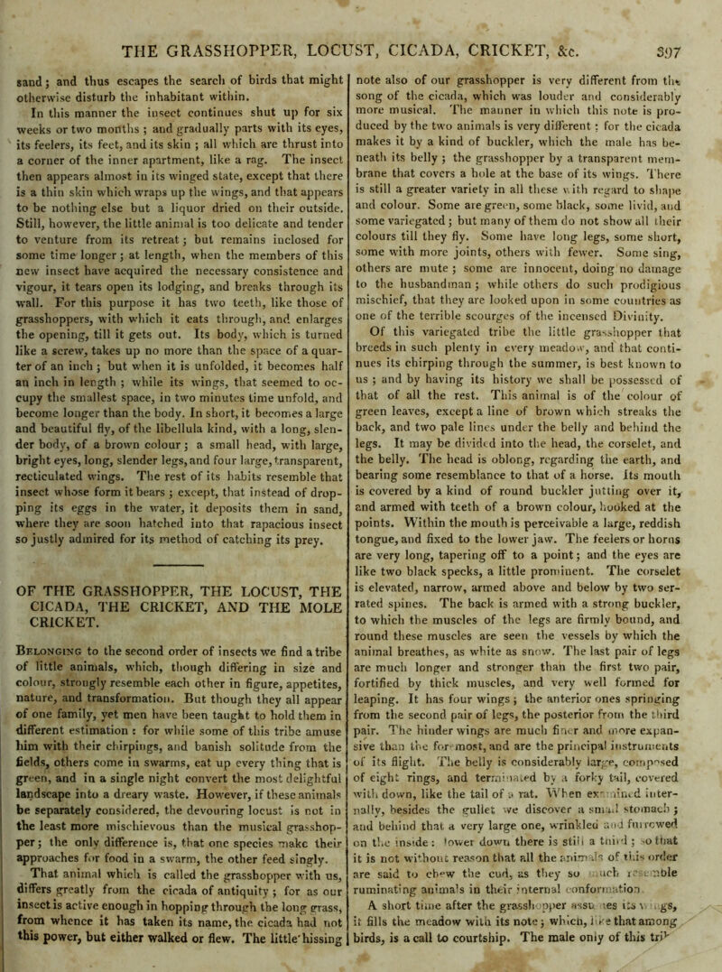 sand ; and thus escapes the search of birds that might otherwise disturb the inhabitant within. In this manner the insect continues shut up for six weeks or two months ; and gradually parts with its eyes, its feelers, its feet, and its skin ; all which are thrust into a corner of the inner apartment, like a rag. The insect then appears almost in its winged state, except that there is a thin skin which wraps up the wings, and that appears to be nothing else but a liquor dried on their outside. Still, however, the little animal is too delicate and tender to venture from its retreat ; but remains inclosed for some time longer; at length, when the members of this new insect have acquired the necessary consistence and vigour, it tears open its lodging, and breaks through its wall. For this purpose it has two teeth, like those of grasshoppers, with which it eats through, and enlarges the opening, till it gets out. Its body, which is turned like a screw, takes up no more than the space of a quar- ter of an inch ; but when it is unfolded, it becomes half an inch in length ; while its wings, that seemed to oc- cupy the smallest space, in two minutes time unfold, and become longer than the body. In short, it becomes a large and beautiful fly, of the libellula kind, with a long, slen- der body, of a brown colour ; a small head, with large, bright eyes, long, slender legs, and four large, transparent, recticulated wings. The rest of its habits resemble that insect whose form it bears ; except, that instead of drop- ping its eggs in the water, it deposits them in sand, where they are soon hatched into that rapacious insect so justly admired for its method of catching its prey. OF THE GRASSHOPPER, THE LOCUST, THE CICADA, THE CRICKET, AND THE MOLE CRICKET. Belonging to the second order of insects we find a tribe of little animals, which, though differing in size and colour, strongly resemble each other in figure, appetites, nature, and transformation. But though they all appear of one family, yet men have been taught to hold them in different estimation : for while some of this tribe amuse liim with their chirpings, and banish solitude from the fields, others come in swarms, eat up every thing that is green, and in a single night convert the most delightful landscape into a dreary wraste. However, if these animals be separately considered, the devouring locust is not in the least more mischievous than the musical grasshop- per ; the only difference is, that one species make their approaches for food in a swarm, the other feed singly. That animal which is called the grasshopper with us, differs greatly from the cicada of antiquity ; for as our insect is active enough in hopping through the long grass, from whence it has taken its name, the cicada had not this power, but either walked or flew. The little'hissing note also of our grasshopper is very different from th* song of the cicada, which was louder and considerably more musical. The manner in which this note is pro- duced by the two animals is very different : for the cicada makes it by a kind of buckler, which the male has be- neath its belly ; the grasshopper by a transparent mem- brane that covers a hole at the base of its wings. There is still a greater variety in all these with regard to shape and colour. Some are green, some black, some livid, and some variegated ; but many of them do not show all their colours till they fly. Some have long legs, some short, some with more joints, others with fewer. Some sing, others are mute ; some are innocent, doing no damage to the husbandman ; while others do such prodigious mischief, that they are looked upon in some countries as one of the terrible scourges of the incensed Divinity. Of this variegated tribe the little grasshopper that breeds in such plenty in every meadow, and that conti- nues its chirping through the summer, is best known to ns ; and by having its history we shall be possessed of that of all the rest. This animal is of the colour of green leaves, except a line of brown which streaks the back, and two pale lines under the belly and behind the legs. It may be divided into the head, the corselet, and the belly. The head is oblong, regarding the earth, and bearing some resemblance to that of a horse. Its mouth is covered by a kind of round buckler jutting over it, and armed with teeth of a brown colour, hooked at the points. Within the mouth is perceivable a large, reddish tongue, and fixed to the lower jaw. The feelers or horns are very long, tapering off to a point ; and the eyes are like two black specks, a little prominent. The corselet is elevated, narrow, armed above and below by two ser- rated spines. The back is armed with a strong buckler, to which the muscles of the legs are firmly bound, and round these muscles are seen the vessels by which the animal breathes, as white as snow. The last pair of legs are much longer and stronger than the first two pair, fortified by thick muscles, and very well formed for leaping. It has four wings ; the anterior ones springing from the second pair of legs, the posterior from the third pair. The hinder wings are much finer and more expan- sive than the foremost, and are the principal instruments of its flight. The belly is considerably large, composed of eight rings, and terrnimned by .1 forky tail, covered with down, like the tail of a rat. When ex-.-nined inter- nally, besides the gullet we discover a smml stomach j and behind that a very large one, wrinkled aod fui rowed on the inside: lower down there is still a tnhd ; othat it is not without reason that all the animals of this order are said to chew the cud, as they so uch «c . :ible ruminating animals in their internal conformation A short time after the grasshopper assu iesiisv ..gs, it fills the meadow with its note; which, like that among birds, is a call to courtship. The male omy of this triv