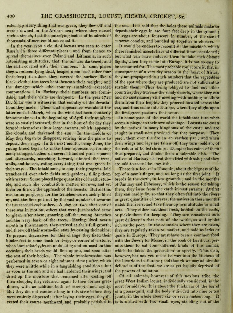 eaten up every thing that was green, they flew off and were drowned in the African sea ; where they caused such a stench, that the putrefying bodies of hundreds of thousands of men could not equal it. In the year 1760 a cloud of locusts was seen to enter Russia in three different places ; and from thence to spread themselves over Poland and Lithuania, in such astonishing multitudes, that the air was darkened, and the earth covered with their numbers. In some places they were seen lying dead, heaped upon each other four feet deep; in others they covered the surface like a black cloth ; the trees bent beneath their weight ; and the damage which the country sustained exceeded computation. In Barbary their numbers are formi- dable, and their visits are frequent. In the year 1724 Dr. Shaw was a witness in that country of the devasta- tions they made. Their first appearance was about the latter end of March, when the wind had been southerly for some time. In the beginning of April their numbers were so vastly increased, that in the heat of the day they formed themselves into large swarms, which appeared like clouds, and darkened the sun. In the middle of May they began to disappear, retiring into the plains to deposit their eggs. In the next month, being June, the young brood began to make their appearance, forming many compact bodies of several hundred yards square ; and afterwards, marching forward, climbed the trees, walls, and houses, eating every thing that was green in their way. The inhabitants, to stop their progress, laid trenches all over their fields and gardens, filling them with water. Some placed large quantities of heath, stub- ble, and such like combustible matter, in rows, and set them on fire on the approach of the locusts. But all this was to no purpose ; for the trenches were quickly filled up, and the fires put out by the vast number of swarms that succeeded each other. A day or two after one of these was in motion, others that were just hatched came to glean after them, gnawing off the young branches and the very bark of the trees. Having lived near a month in this manner, they arrived at their full growth, and threw off their worm-like state by casting their skins. To prepare themselves for this change they fixed their hinder feet to some bush or twig, or corner of a stone, when immediately, by an undulating motion used on this occasion, their heads would first appear, and soon after the rest of their bodies. The whole transformation was performed in seven or eight minutes time ; after which they were a little while in a languishing condition ; but as soon as the sun and air had hardened their wings, and dried up the moisture that remained after casting off their sloughs, they returned again to their former gree- diness, with an addition both of strength and agility. But they did not continue long in this state before they were entirely dispersed ; after laying their eggs, the^ di- rected their course northward, and probably perished in the sea. It is said that the holes these animals make to deposit their eggs in are four feet deep in the ground; the eggs are about fourscore in number, of the size cf caraway comfits, and bundled up together in clusters. It would be endless to recount all the mischiefs which these famished insects have at different times occasioned; but what can have induced them to take such distant flights, when they come into Europe, it is not so easy to be accounted for. The most probable conjecture is, that in consequence of a very dry season in the heart of Africa, they are propagated in such numbers that the vegetables of the spot where they are produced are not sufficient to sustain them. Thus being obliged to find out other countries, they traverse the sandy deserts, where they can find no sustenance ; still meeting with nothing to allure them from their height, they proceed forward across the sea, and thus come into Europe, where they alight upon the first green pastures that occur. In some parts of the world the inhabitants turn what seems a plague to their own advantage. Locusts are eaten by the natives in many kingdoms of the east; and are caught in small nets provided for that purpose. They parch them over the fire in an earthen pan ; and when their wings and legs are fallen off, they turn reddish, of the colour of boiled shrimps. Dampier has eaten of them thus prepared, and thinks them a tolerable dish. The natives of Barbary also eat them fried with salt ; and they are said to taste like cray-fish. There is a locust in Tonquin, about the bigness of the top of a man’s finger, and as long as the first joint. It breeds in the earth, in low grounds; and in the months of January and February, which is the season for taking them, they issue from the earth in vast swarms. At first they can hardly fly, so that they often fall into the rivers in great quantities ; however, the natives in these months watch the rivers, and take them up in multitudes in small nets. They either eat them fresh, broiled on the coals, or pickle them for keeping. They are considered as a great delicacy in that part of the world, as well by the rich as the poor. In the countries where they are eaten, they are regularly taken to market, and sold as larks or quails in Europe. They must have been a common food with the Jews ; for Moses, in the book of Leviticus, per- mits them to eat four different kinds of this animal, which he takes the precaution to specify. This dish, however, has not yet made its way into the kitchens of the luxurious in Europe ; and though we may admire the delicacies of the East, we are as yet happily deprived of the powers of imitation. Of all animals, however, of this noxious tribe, the great West Indian locust, individually considered, is the most formidable. It is about the thickness of the barrel of a goose-quill, and the body is divided into nine or ten joints, in the whole about six or seven inches long. It is furnished with two small eyes, standing out of the