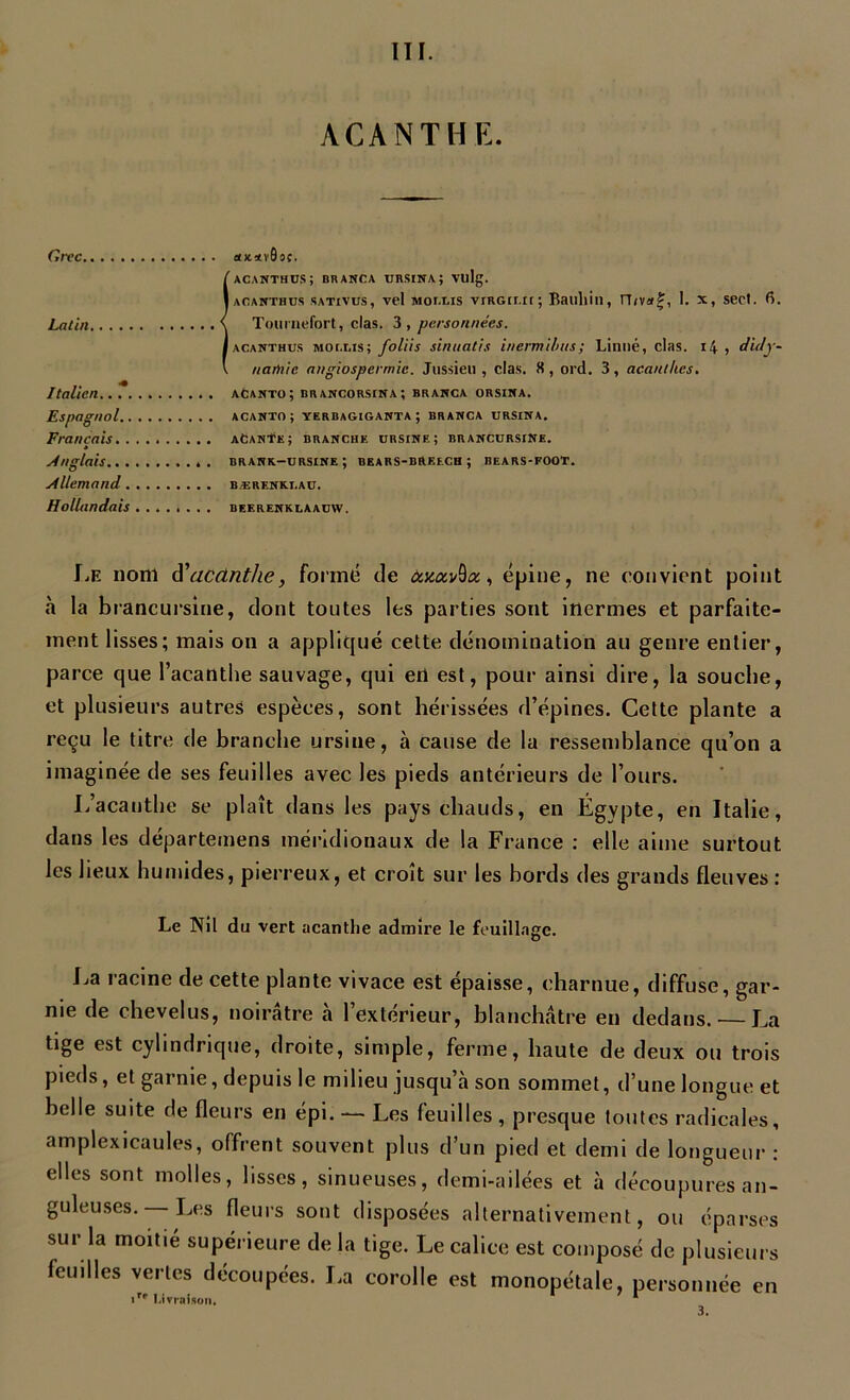 III. ACANTHE. Grec a>c*v0oç. iACANTHUS; BRANCA URSINA; Vlllg. aganthus SATivus, vel Mor.Lis vrRGir.n ; Bauliin, 1. x, secl. fi. Tournefort, clas. 3, personnées. acanthus Mot.r.is; foins sinuatis inermilms; Linné, clas. 14 , didy~ namie angiospermie. Jussieu , clas. 8 , ord. 3, acanthes. Italien acanto; brancorsina; branca orsina. Espagnol acanto; yerbagiganta ; branca ursina. Français aCante; branche ursine; brancursine. Anglais branr-ursine ; bears-brf.ech ; bears-foot. Allemand bærenkt.au. Hollandais beerenkuaauw. Le nom d'acanthe, formé de , épine, ne convient point h la brancursine, dont toutes les parties sont inermes et parfaite- ment lisses; mais on a appliqué cette dénomination au genre entier, parce que l’acanthe sauvage, qui eri est, pour ainsi dire, la souche, et plusieurs autres espèces, sont hérissées d’épines. Cette plante a reçu le litre de branche ursine, à cause de la ressemblance qu’on a imaginée de ses feuilles avec les pieds antérieurs de l’ours. L’acanthe se plaît dans les pays chauds, en Égypte, en Italie, dans les départemens méridionaux de la France : elle aime surtout les lieux humides, pierreux, et croît sur les bords des grands fleuves : Le Nil du vert acanthe admire le feuillage. La racine de cette plante vivace est épaisse, charnue, diffuse, gar- nie de chevelus, noirâtre «à l’extérieur, blanchâtre en dedans. — La tige est cylindrique, droite, simple, ferme, haute de deux ou trois pieds, et garnie, depuis le milieu jusqu’à son sommet, d’une longue et belle suite de fleurs en épi. — Les feuilles, presque toutes radicales, amplexicaules, offrent souvent plus d’un pied et demi de longueur : elles sont molles, lisses, sinueuses, demi-ailées et à découpures an- guleuses. Les fleurs sont disposées alternativement, ou éparses sur la moitié supérieure delà tige. Le calice est composé de plusieurs feuilles vertes découpées. La corolle est monopétale, personnée irt Livraison. r en