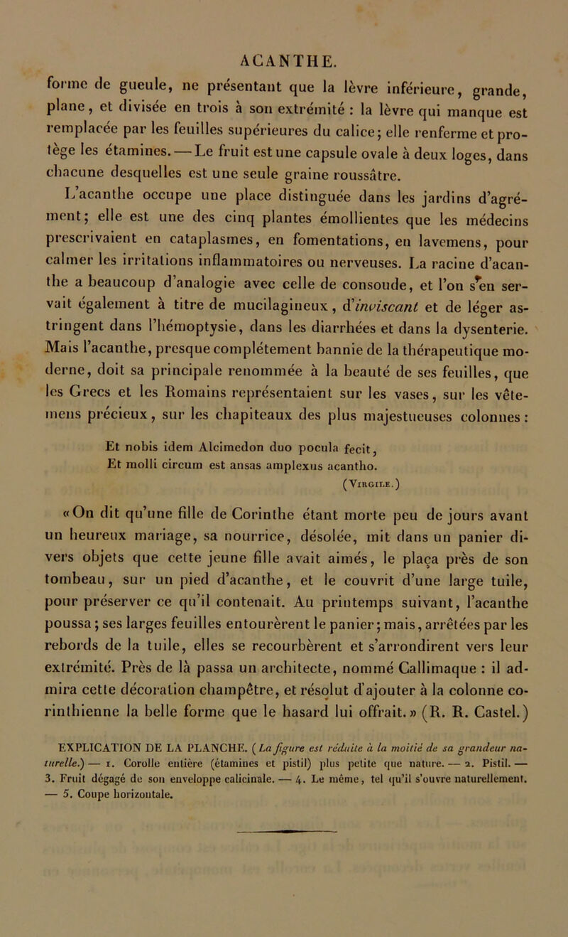 forme de gueule, ne présentant que la lèvre inférieure, grande, plane, et divisée en trois a son extrémité ; la lèvre qui manque est 1 emplacee par les feuilles supérieures du calice 5 elle renferme et pro- tège les étamines. —Le fruit estime capsule ovale à deux loges, dans chacune desquelles est une seule graine roussâtre. L’acanthe occupe une place distinguée dans les jardins d’agré- ment; elle est une des cinq plantes émollientes que les médecins prescrivaient en cataplasmes, en fomentations, en lavemens, pour calmer les irritations inflammatoires ou nerveuses. La racine d’acan- the a beaucoup d analogie avec celle de consolide, et l’on s*en ser- vait également à titre de mucilagineux, (S'immisçant et de léger as- tringent dans 1 hémoptysie, dans les diarrhées et dans la dysenterie. Mais 1 acanthe, presque complètement bannie de la thérapeutique mo- derne, doit sa principale renommée à la beauté de ses feuilles, que les Grecs et les Romains représentaient sur les vases, sur les vête- 1 liens précieux, sur les chapiteaux des plus majestueuses colonnes: Et nobis idem Alcimcdon duo pocula fecit, Et molli circum est ansas amplexus acantho. (Virgile.) «On dit qu’une fille de Corinthe étant morte peu de jours avant un heureux mariage, sa nourrice, désolée, mit dans un panier di- vers objets que cette jeune fille avait aimés, le plaça près de son tombeau, sur un pied d’acanthe, et le couvrit d’une large tuile, pour préserver ce qu’il contenait. Au printemps suivant, l’acanthe poussa ; ses larges feuilles entourèrent le panier ; mais, arrêtées par les rebords de la tuile, elles se recourbèrent et s’arrondirent vers leur extrémité. Près de là passa un architecte, nommé Callimaque : il ad- mira cette décoration champêtre, et résolut d’ajouter à la colonne co- rinthienne la belle forme que le hasard lui offrait.» (R. R. Castel.) EXPLICATION DE LA PLANCHE. ( La figure est réduite à la moitié de sa grandeur na- turelle.)— 1. Corolle entière (étamines et pistil) plus petite que nature.— a. Pistil.— 3. Fruit dégagé de son enveloppe calicinale. — 4. Le même, tel qu’il s’ouvre naturellement. — 5. Coupe horizontale.