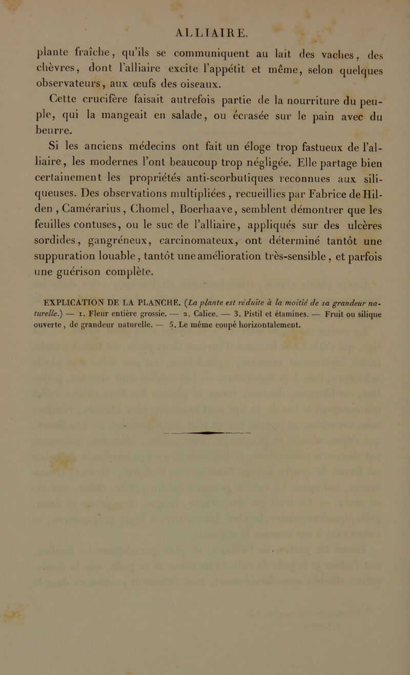plante fraîche, qu’ils se communiquent au lait des vaches, des chèvres, dont l’alliaire excite l’appétit et même, selon quelques observateurs, aux œufs des oiseaux. Cette crucifère faisait autrefois partie de la nourriture du peu- ple, qui la mangeait en salade, ou écrasée sur le pain avec du beurre. Si les anciens médecins ont fait un éloge trop fastueux de l’al- liaire, les modernes l’ont beaucoup trop négligée. Elle partage bien certainement les propriétés anti-scorbutiques reconnues aux sili- queuses. Des observations multipliées , recueillies par Fabrice deHil- den , Camérarius, Chomel, Boerhaave, semblent démontrer que les feuilles contuses, ou le suc de l’alliaire, appliqués sur des ulcères sordides, gangréneux, carcinomateux, ont déterminé tantôt une suppuration louable, tantôt une amélioration très-sensible, et parfois une guérison complète. EXPLICATION DE LA PLANCHE. (La plante est réduite à la moitié de sa grandeur na- turelle.) — i. Fleur entière grossie. — 2. Calice. — 3. Pistil et étamines. — Fruit ou silique ouverte , de grandeur naturelle. — 5. Le même coupé horizontalement.