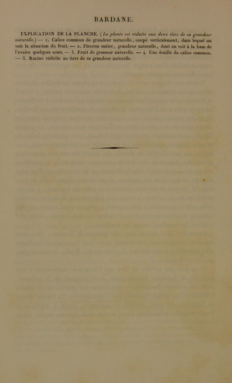EXPLICATION DE LA PLANCHE. (La plante est réduite aux deux tiers de sa grandeur naturelle.) — i. Calice commun de grandeur naturelle, coupé verticalement, dans lequel on voit la situation du fruit. — i. Fleuron entier, grandeur naturelle, dont on voit à la base de l’ovaire quelques soies. — 3. Fruit de grosseur naturelle. — 4. Une écaille du calice commun. — 5. Racine réduite au tiers de sa grandeur naturelle.