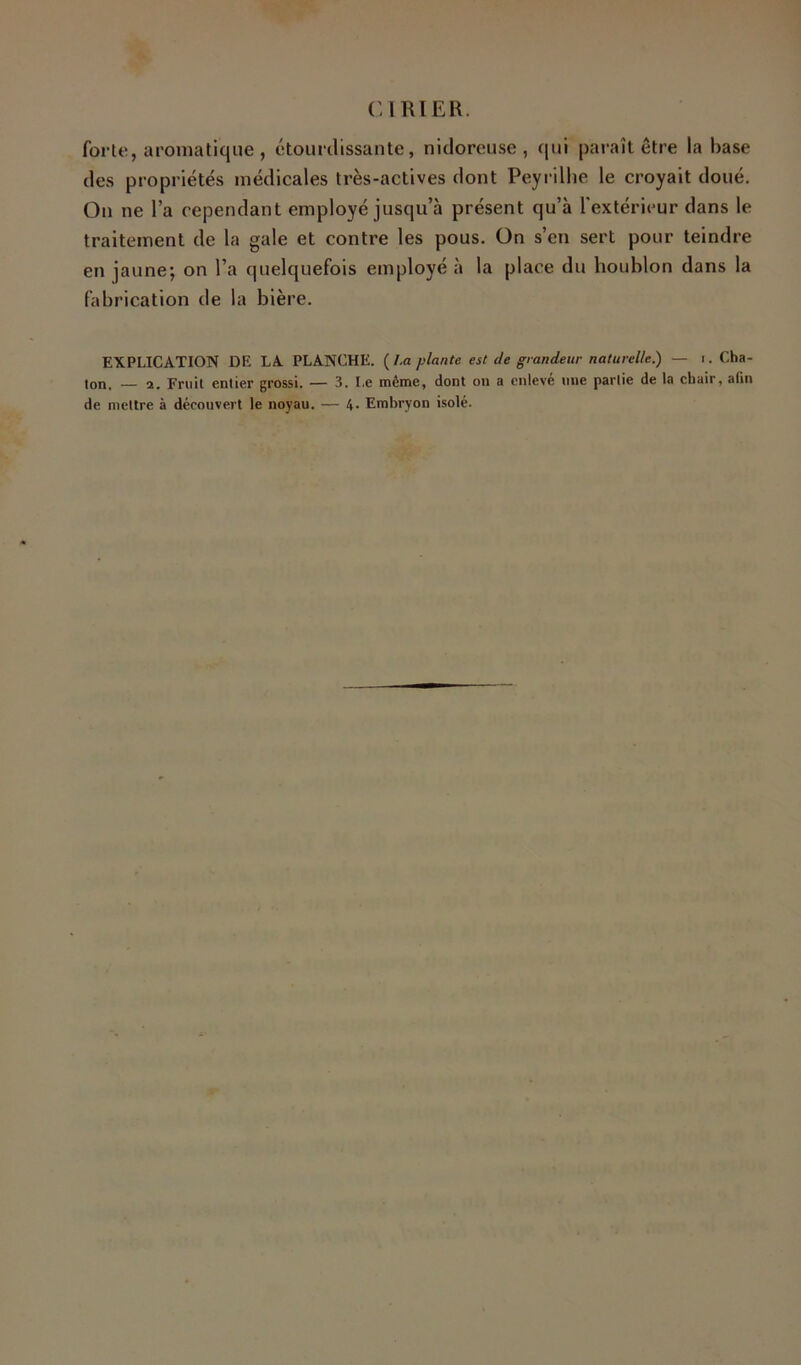 forte, aromatique , étourdissante, nidorcuse , (lui paraît être la base des propriétés médicales très-actives dont Peyrillie le croyait doué. On ne l’a cependant employé jusqu’à présent qu’à l'extérieur dans le traitement de la gale et contre les pous. On s’en sert pour teindre en jaune; on l’a quelquefois employé à la place du houblon dans la fabrication de la bière. EXPLICATION DE LA PLANCHE. i^La plante est de grandeur naturelle.) — i. Cha- ton. 2. Fruit entier grossi. — 3. Le même, dont on a enlevé une partie de la chair, afin de mettre à découvert le noyau. — 4- Embryon isolé.