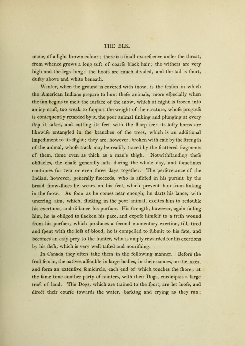 mane, of a light brown colour; there is a fmall excrefcence under the throat, from whence grows a long tuft of coarfe black hair; the withers are very high and the legs long; the hoofs are much divided, and the tail is Ihort, dulky above and white beneath. Winter, when the ground is covered with fnow, is the feafon in which the American Indians prepare to hunt thefe animals, more elpecially when the fun begins to melt the furface of the fnow, which at night is frozen into an icy cruft, too weak to fupport the weight of the creature, whofe progrefs is confequently retarded by it, the poor animal linking and plunging at every ftep it takes, and cutting its feet with the lharp ice: its lofty horns are likewdfe entangled in the branches of the trees, which is an additional impediment to its flight; they are, however, broken with eafe by the ftrength of the animal, whofe track may be readily traced by the fcattered fragments of them, fome even as thick as a man’s thigh. Notwithftanding thefe obftacles, the chafe generally lafts during the whole day, and fometimes continues for two or even three days together. The perfeverance of the Indian, however, generally fucceeds, who is aflifted in his purluit by the broad fnow-lhoes he wears on his feet, which prevent him from linking in the fnow. As foon as he comes near enough, he darts his lance, with unerring aim, which, flicking in the poor animal, excites him to redouble his exertions, and diftance his purfuer. His ftrength, however, again failing him, he is obliged to llacken his pace, and expofe himfelf to a frelh wound from his purfuer, which produces a fecond momentary exertion, tiU, tired and Ipent with the lofs of blood, he is compelled to fubmit to his fate, and becomes an eafy prey to the hunter, who is amply rewarded for his exertions by his flelh, which is very w^ell tailed and nourilhing. In Canada they often take them in the following manner. Before the froft fets in, the natives alTemble in large bodies, in their canoes, on the lakes, and form an extenlive femicircle, each end of which touches the Ihore; at the fame time another party of hunters, with their Dogs, encompafs a large tradl of land. The Dogs, which are trained to the fport, are let loofe, and diredl their courfe towards the water, barking and crying as they run: