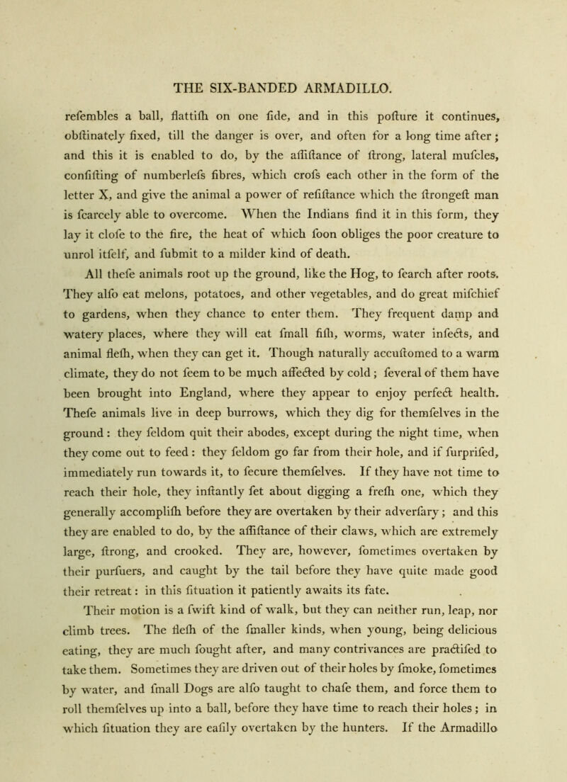 refembles a ball, flattifh on one fide, and in this pofture it continues, obftinately fixed, till the danger is over, and often for a long time after; and this it is enabled to do, by the afliftance of flrong, lateral inufcles, confining of numberlefs fibres, which crofs each other in the form of the letter X, and give the animal a power of refiflance which the flrongefl man is fcarcely able to overcome. When the Indians find it in this form, they lay it clofe to the fire, the heat of which foon obliges the poor creature to unrol itfelf, and fubmit to a milder kind of death. All thefe animals root up the ground, like the Hog, to fearch after roots. They alfo eat melons, potatoes, and other vegetables, and do great mifchief to gardens, when they chance to enter them. They frequent damp and watery places, where they will eat fmall fifli, worms, water infedls, and animal flefh, when they can get it. Though naturally accuflomed to a warm climate, they do not feem to be much affecfted by cold ; feveral of them have been brought into England, where they appear to enjoy perfedl health. Thefe animals live in deep burrows, which they dig for themfelves in the ground: they feldom quit their abodes, except during the night time, when they come out to feed: they feldom go far from their hole, and if furprifed, immediately run towards it, to fecure themfelves. If they have not time to reach their hole, they inftantly fet about digging a frefli one, which they generally accomplifh before they are overtaken by their adverfary; and this they are enabled to do, by the afiiftance of their claws, which are extremely large, flrong, and crooked. They are, however, fometimes overtaken by their purfuers, and caught by the tail before they have quite made good their retreat: in this fltuation it patiently awaits its fate. Their motion is a fwift kind of walk, but they can neither run, leap, nor climb trees. The flefh of the fmaller kinds, when young, being delicious eating, they are much fought after, and many contrivances are pracftifed to take them. Sometimes they are driven out of their holes by fmoke, fometimes by water, and fmall Dogs are alfo taught to chafe them, and force them to roll themfelves up into a ball, before they have time to reach their holes ; in which fltuation they are eafily overtaken by the hunters. If the Armadillo