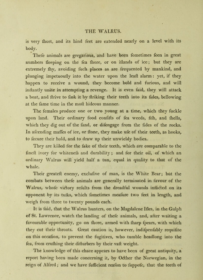 is very fhort, and its hind feet are extended nearly on a level 'with its body. Thefe animals are gregarious, and have been fometimes feen in great numbers fleeping on the fea fliore, or on iflands of ice; but they are extremely fhy, avoiding fuch places as are frequented by mankind, and plunging impetuoufly into the water upon the leafl alarm: yet, if they happen to receive a wound, they become bold and furious, and will inllantly unite in attempting a revenge. It is even faid, they will attack a boat, and flrive to link it by ftriking their teeth into its lides, bellowing at the fame time in the mod; hideous manner. The females produce one or two young at a time, which they fuckle upon land. Their ordinary food conlifts of fea weeds, lilh, and Ihells, which they dig out of the fand, or difengage from the lides of the rocks. In afcending malTes of ice, or Rone, they make ufe of their teeth, as hooks, to fecure their hold, and to draw up their unwieldy bodies. They are killed for the fake of their teeth, which are comparable to the lineR ivory for whitenefs and durability; and for their oil, of which an ordinary Walrus will yield half a tun, equal in quality to that of the whale. Their greateR enemy, excluRve of man, is the White Bear; but the combats between thefe animals are generally terminated in favour of the Walrus, whofe vi(Rory refults from the dreadful wounds inliidled on its opponent by its tulks, which fometimes meafure two feet in length, and weigh from three to twenty pounds each. It is faid, that the Walrus hunters, on the Magdalene IRes, in the Gulph of St. Lawrence, watch the landing of thele animals, and, after waiting a favourable opportunity, go on Ihore, armed with fliarp Ipears, with which they cut their throats. Great caution is, however, indifpenfably requilite on this occaRon, to prevent the fugitives, who tumble headlong into the fea, from crufliing their diRurbers by their vaR weight. The knowledge of this chace appears to have been of great antiquity, a' report having been made concerning it, by 0(Rher the Norwegian, in the reign of Alfred; and we have fufficient reafon to fuppofe, that the teeth of