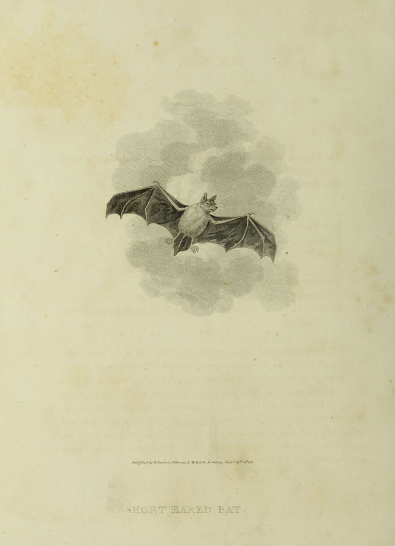 WDarevn.JBarvty.k WTielch.London. Jan Vitt^lfi02- liORT RAREB BAT .