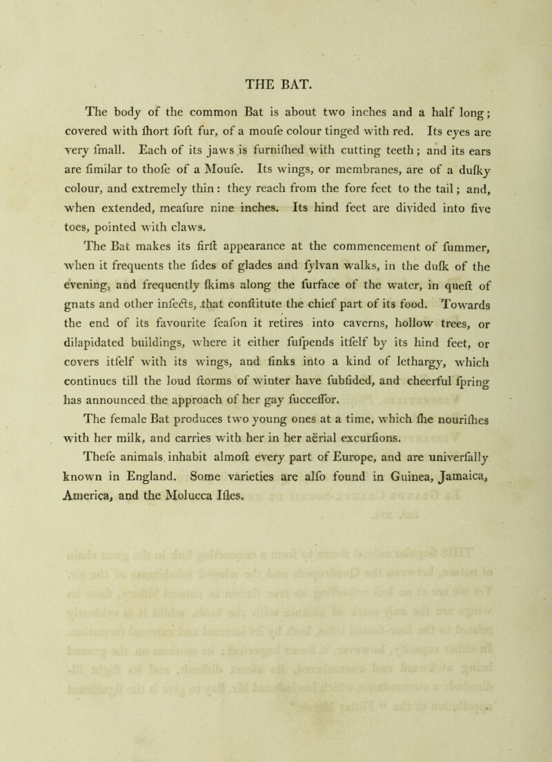 The body of the common Bat is about two inches and a half long; covered with fhort foft fur, of a moufe colour tinged with red. Its eyes are very fmall. Each of its jaws is furniflied with cutting teeth; and its ears are timilar to thofe of a Moufe. Its wings, or membranes, are of a dufky colour, and extremely thin: they reach from the fore feet to the tail; and, when extended, meafure nine inches. Its hind feet are divided into five toes, pointed with claws. The Bat makes its firfi; appearance at the commencement of fummer, when it frequents the fides of glades and fylvan walks, in the dulk of the evening, and frequently fkims along the furface of the water, in queft of gnats and other infers, .that confiitute the chief part of its food. Towards the end of its favourite feafon it retires into caverns, hollow trees, or dilapidated buildings, where it either fulpends itfelf by its hind feet, or covers itfelf with its wings, and finks into a kind of lethargy, which continues till the loud tlorms of winter have fubfided, and cheerful fpring has announced the approach of her gay fucceflbr. The female Bat produces two young ones at a time, which fhe nourifiies with her milk, and carries with her in her aerial excurfions. Thefe animals, inhabit almofl; every part of Europe, and are univerfally known in England. Some varieties are alfo found in Guinea, Jamaica, America, and the Molucca Ifles.