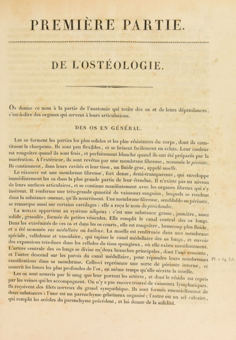 PREMIÈRE PARTIE. / V % X. ^ -X W'VX.X XX. VX.X.'V^'X.X'VX. v-x ■VV'X-X, X.-X-W-X X VX.X. % XX-XX-X. XX.-VX'X.'W-X^X^ -X-XX. X-VX^X-XX. V'X-V.XX.-X.X -vx X-VX-X-WX^-X-X X'X-XX'VXX-XX-xXXX-VX'X ■v.X XXX DE LOSTÉOLOGIE. On donne ce nom à la partie de ranatomie qui traite des os et de leurs dépendances, c’est-à-dire des organes qui servent à leurs articulations. DES OS EN GÉNÉKAL. Les os forment les parties les plus solides et les plus résistantes du corps, dont ils cons- tituent la charpente. Ils sont peu flexibles, et se brisent facilement en éclats. Leur couleur est rougeâtre quand ils sont frais, et parfaitement blanche (juand ils ont été préparés par la macéraûon. A l’extérieur, ils sont revêtus par une membrane fd^reuse , nommée X^pcriosU. Ils contiennent, dans leuis cavités et leur tissu , un fluide gras, appelé moelle. Le PÉRIOSTE est une membrane fibreuse , fort dense, demi-transparente , qui enveloppe immédiatement les os dans la plus grande partie de leur étendue. Il n’existe j^as au niveau de leurs surfaces articulaires, et se continue manifestement avec les organes fibreux qui s’v insèrent. Il renferme une tres^grande quantité de vaisseaux sanguins, lesquels se rendent dans la substance osseuse, qu ils nourrissent. Une membrane fibreuse, semblable au périoste se remarque aussi sur certains cartilages : elle a reçu le nom depériehondre. ^ La MOELI.E appartient au système adipeux : c’est une substance grasse, jaumitre, assez solide granulée, formée de petites vésicules. Elle remplit le canal central’ des os lones Dans les extrémités de ces os et dans les os courts, elle est rougeâtre, beaucoup plus Huide et a ete nominee suc me,hilaire ou huilcuac. La moelle est renfermée dans une membrane’ spéciale, celluleuse et vasculaire, (pu tapisse le canal médullaire des os loims et envoi,, des expansions très-fines dans les cellules du tissu spongieux, où elle existe mmi’ifestemen L ancre centrale des os longs se divise enjdeux branches principales, dont l’une remonte ' et 1 autre descend sur les parois du canal médullaire, pour répandre leurs nombreuses lamiications dans sa membrane. Celle-ci représente une sorte de périoste interne et 110iirrit les lames les plus profondes de l’os, en même temps qu’elle sécrète la moellè ’ Les os sont nourris par le sang que leur portent les artères, et dont le résidu est rem is par les veines qui les accompagnent. On n’y a pas encore trouvé de vaisseaux Ivmphatia é s ieçoiventdcs filets nerveux du grand sympathique. Us sont formés cssciùiellement dé IX subsmnces : 1 une est un parenchyme gélatineux organisé ; l autre est un sel calcaire PI. Si. fig. .5,1)