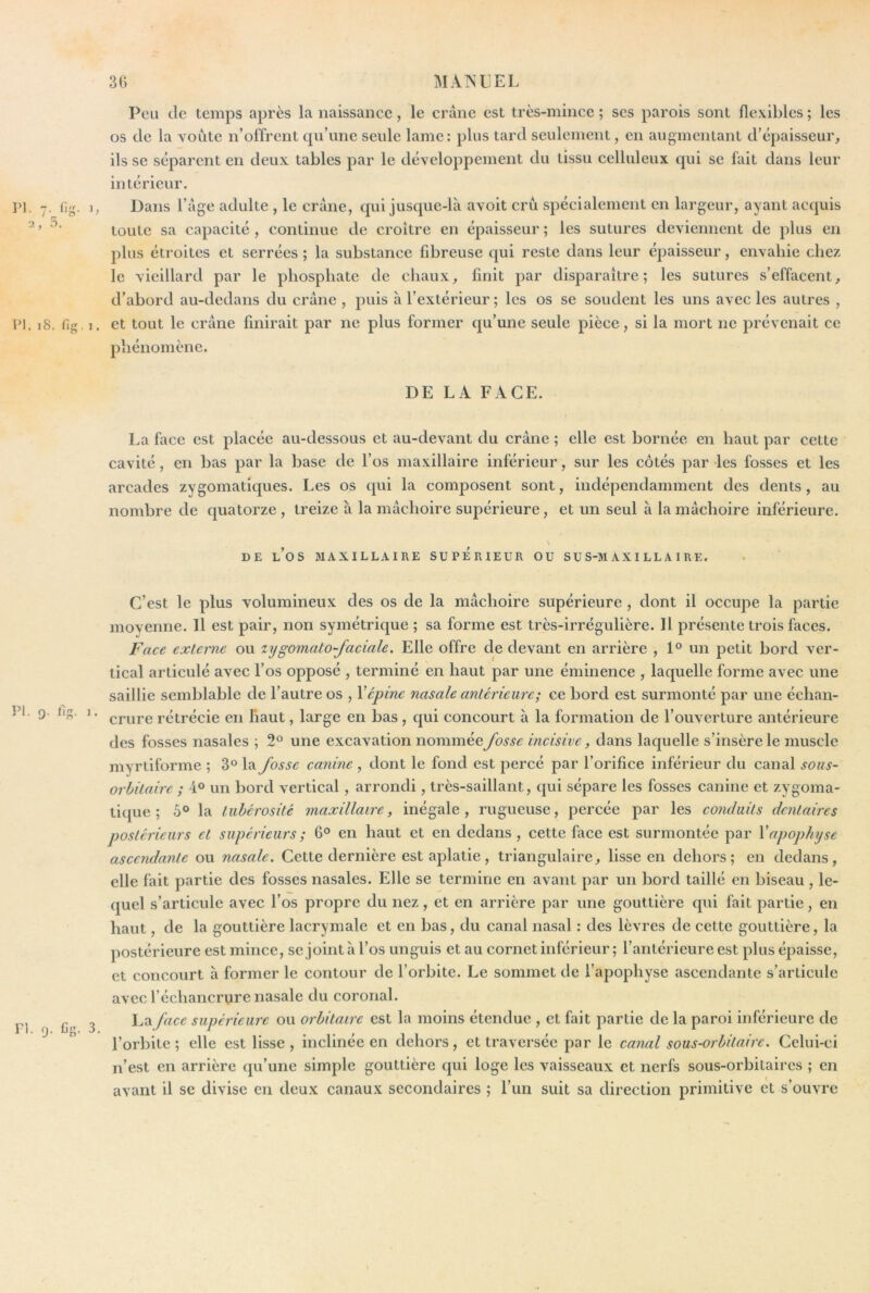 PI. 7.J]g. 2, .-l. h PI. iS. fig. 1. Peu de temps après la naissance, le crâne est très-mince ; scs parois sont flexibles ; les os de la voûte n’offrent qu’une seule lame: plus tard seulement, en augmentant d’épaisseur, ils SC séparent en deux tables par le développement du tissu celluleux qui se fait dans leur intérieur. Dans l’age adulte , le crâne, qui jusqiie-lâ avoit crû spécialement en largeur, ayant acquis toute sa capacité , continue de croître en épaisseur ; les sutures deviennent de plus en plus étroites et serrées ; la substance fibreuse qui reste dans leur épaisseur, envahie chez le vieillard par le phosphate de chaux, finit par disparaître; les sutures s’effacent, d’abord au-dedans du crâne , puis a l’extérieur ; les os se soudent les uns avec les autres , et tout le crâne finirait par ne plus former qu’une seule pièce, si la mort ne prévenait ce phénomène. DE LA FACE. La face est placée au-dessous et au-devant du crâne ; elle est bornée en haut par cette cavité, en bas par la base de l’os maxillaire inférieur, sur les côtés par les fosses et les arcades zygomatiques. Les os qui la composent sont, indépendamment des dents, au nombre de quatorze , treize à la mâchoire supérieure, et un seul à la mâchoire inférieure. DE l’os maxillaire SUPERIEUR OU SUS-MAXILLAIRE, PI. 9. fig. 1, PI. cj. Cg. 3. C’est le plus volumineux des os de la mâchoire supérieure , dont il occupe la partie movenne. Il est pair, non symétrique ; sa forme est très-irrégulière. Il présente trois faces. Face externe ou lygomato-faciale. Elle offre de devant en arrière , 1® un petit bord ver- tical articulé avec l’os opposé , terminé en haut par une éminence , laquelle forme avec une saillie semblable de l’autre os , Xépine nasale antérieure; ce bord est surmonté par une échan- crure rétrécie en haut, large en bas, qui concourt à la formation de l’ouverture antérieure des fosses nasales ; 2° une excavation nommée fosse incisive, dans laquelle s’insère le muscle myrtiforme ; 3° la fosse canine , dont le fond est percé par l’orifice inférieur du canal sous- orbitaire ; 40 un bord vertical, arrondi, très-saillant, qui sépare les fosses canine et zygoma- tique ; 5° la tubérosité maxillaire, inégale, rugueuse, percée par les conduits dentaires postérieurs et supérieurs ; 6° en haut et en dedans , cette face est surmontée par Xapophyse ascendante ou nasale. Cette dernière est aplatie, triangulaire, lisse en dehors; en dedans, elle fait partie des fosses nasales. Elle se termine en avant par un bord taillé en biseau , le- quel s’articule avec l’os propre du nez, et en arrière par une gouttière qui fait partie, en haut, de la gouttière lacrymale et en bas, du canal nasal : des lèvres de cette gouttière, la postérieure est mince, se joint à l’os unguis et au cornet inférieur ; l’antérieure est plus épaisse, et concourt à former le contour de l’orbite. Le sommet de l’apophyse ascendante s’articule avec l’échancrure nasale du cororial. La face supérieure ou orbitaire est la moins étendue , et fait partie de la paroi inférieure de l’orbite ; elle est lisse , inclinée en dehors, et traversée par le canal sous-orbitaire. Celui-ci n’est en arrière qu’une simple gouttière qui loge les vaisseaux et nerfs sous-orbitaires ; en avant il se divise en deux canaux secondaires ; l’un suit sa direction primitive et s’ouvre