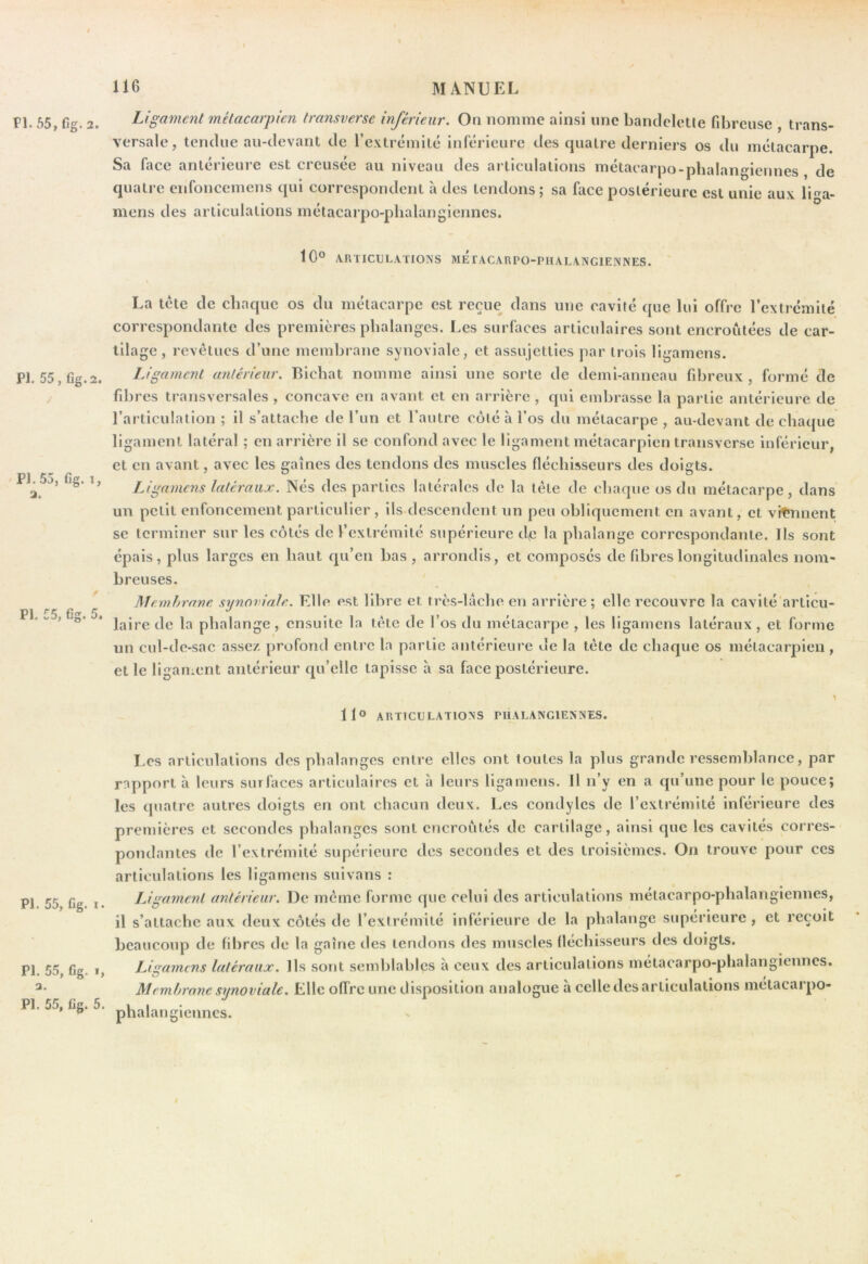 Fl. 55, Cg. 2. Pl. 55, fîg.2. PI. 55, fig. 1, a. Pl. 55, Gg. 5. Pl. 55, fig. I. Pl. 55, fig. I, a. Pl. 55, fig. 5. Ligament métacarpien transverse inférieur. On nomme ainsi une bantlcleüe fibreuse , trans- versale, tendue au-devant de l’extrémité inférieure des quatre derniers os du métacarpe. Sa face antérieure est creusée au niveau des articulations métacarpo-phalangiennes , de quatre enfoncemens qui correspondent à des tendons ; sa face postérieure est unie aux lia- mens des articulations métacarpo-phalangiennes. 10® ARTICULATIONS MErACARPO-PIIALANGIENNES. La tête de chaque os du métacarpe est reçue dans une cavité que lui offre l’extrémité correspondante des premières phalanges. Les surfaces articulaires sont encroûtées de car- tilage , revêtues d’une membrane synoviale, et assujetties par trois ligamens. Ligament antérieur. Cichat nomme ainsi une sorte de demi-anneau fibreux , formé de fibres transversales , concave en avant et en arrière , qui embrasse la partie antérieure de l’articulation ; il s’attache de l’un et l’autre côté à l’os du métacarpe , au-devant de chaque ligament latéral ; en arrière il se confond avec le ligament métacarpien transverse inférieur, et en avant, avec les gaines des tendons des muscles fléchisseurs des doigts. Ligamens latéraux. Nés des parties latérales de la tête de chaque os du métacarpe, dans un petit enfoncement particulier , ils descendent un peu obliquement en avant, et vit?nnent se terminer sur les côtés de l’extrémité supérieure d^e la phalange correspondante. Ils sont épais, plus larges en haut qu’en bas , arrondis, et composés de fibres longitudinales nom- breuses. Membrane synoviale. Elle est libre et très-lache en arrière; elle recouvre la cavité articu- laire de la phalange, ensuite la tête de l’os du métacarpe , les ligamens latéraux, et forme un cul-de-sac assez, profond entre la partie antérieure de la tête de chaque os métacarpien , et le liganicnt antérieur qu’elle tapisse à sa face postérieure. 11® ARTICULATIONS PHALANCIENNES. l es articulations des phalanges entre elles ont toutes la plus grande ressemblance, par rapport à leurs surfaces articulaires et à leurs ligamens. Il n’y en a qu’une pour le pouce; les quatre autres doigts en ont chacun deux. Les condylcs de l’extrémité inférieure des premières et secondes phalanges sont encroûtés de cartilage, ainsi que les cavités corres- pondantes de l’extrémité supérieure des secondes et des troisièmes. On trouve pour ces articulations les ligamens suivans : Ligament antérieur. De même forme que celui des articulations métacarpo-phalangiennes, il s’attache aux deux côtés de l’extrémité inlérieure de la phalange supérieure , et reçoit beaucoup de fibres de la gaine des tendons des muscles fléchisseurs des doigts. Ligamens latéraux. Ils sont semblables à ceux des articulations métacarpo-phalangiennes. Membrane synoviale. Elle offre une disposition analogue à celle des articulations métacarpo- phalangiennes. «