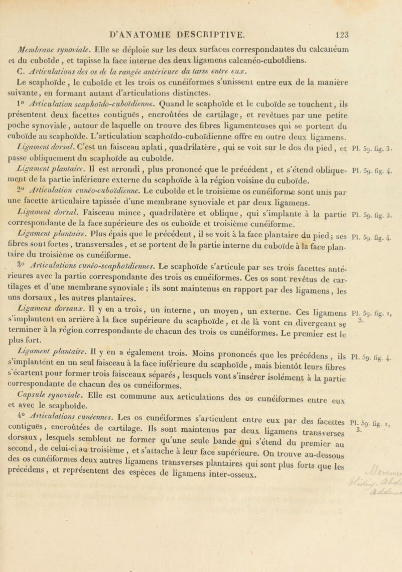 Membrane synoviale. Elle se déploie sur les deux surfaces correspondantes du calcanéum et du cuboïde , et tapisse la face interne des deux ligamens calcanéo-cuboïdiens. C. Artieiilations des os de la ransrée anlérieiire du tarse entre eux. O Le scaphoïde, le cuboïde et les trois os cunéiformes s’unissent entre eux de la manière suivante, en formant autant d’articulations distinctes. 1° Articulation scaphoïdo-euhoïdienm. Quand le scaphoïde et le cuboïde se touchent, ils présentent deux facettes contiguës, encroûtées de cartilage, et revêtues par une petite poche synoviale, autour de lacpielle on trouve des fibres ligamenteuses qui se portent du cuboïde au scaphoïde. L’articulation scaphoïdo-cuboïdienne offre en outre deux ligamens. Ligament dorsal. C’est un faisceau aplati, quadrilatère , qui se voit sur le dos du pied , et PI. 5rj. ïig. 3. passe obliquement du scaphoïde au cuboïde. Ligament plantaire. Il est arrondi, plus prononcé que le précédent, et s’étend oblique- PI. 59. Hg. ment de la partie inférieure externe du scaphoïde à la région voisine du cuboïde. 2° Articulation cunéo-cuhoïdicnne. Le cuboïde et le troisième os cunéiforme sont unis par une facette articulaire tapissée d’une membrane synoviale et par deux ligamens. Ligament dorsal. Faisceau mince, quadrilatère et oblique, qui s’implante à la partie PI. 59. fig. correspondante de la face supérieure des os cuboïde et troisième cunéiforme. Ligament plantaire. Plus épais que le précédent, il se voit à la face plantaire du pied; ses Pi. 5g ûg fibres sont fortes , transversales, et se portent de la partie interne du cuboïde à la face plan- taire du troisième os cunéiforme. 30 Articulations cunéo-scaphoïdiennes. Le scaphoïde s’articule par ses trois facettes* anté- rieures avec la partie correspondante des trois os cunéiformes. Ces os sont revêtus de car- tilages et d’une membrane synoviale ; ils sont maintenus en rapport par des ligamens, les uns dorsaux , les autres plantaires. Ligamens dorsaux. 11 y en a trois, un interne, un moyen, un externe. Ces ligamens PI. 5g. fig. s’implantent en arrière à la face supérieure du scaphoïde, et de là vont en divergeant sç terminer à la région correspondante de chacun des trois os cunéiformes. Le premier est le plus fort. L^igament plantaire. Il y en a également trois. Moins prononcés que les précédens , ils PI. 69. fie. s implantent en un seul faisceau à la face inférieure du scaphoïde , mais bientôt leurs fibres s’écartent pour former trois faisceaux séparés, lesquels vont s’insérer isolément à la partie correspondante de chacun des os cunéiformes. ^ 3. Capsule synoviale. Elle est commune aux articulations des os cunéiformes entre eux et avec le scaphoïde. 4“ Articulations cunéennes. Les os cunéiformes s’articulent entre eux par des facettes PI Sn r contiguës, encroûtées de cartilage. Ils sont maintenus par deux ligamens transverses ' ^ ’ dorsaux, lesquels semblent ne former qu’une seule bande qui s’étend du premier au second, de celui-ci au troisième , et s’attache à leur face supérieure. On trouve au-dessous des os cunéiformes deux autres ligamens transverses plantaires qui sont plus forts que le précédons, et représentent des espèces de ligamens inter-osseux. Ct ro vri- », v-^