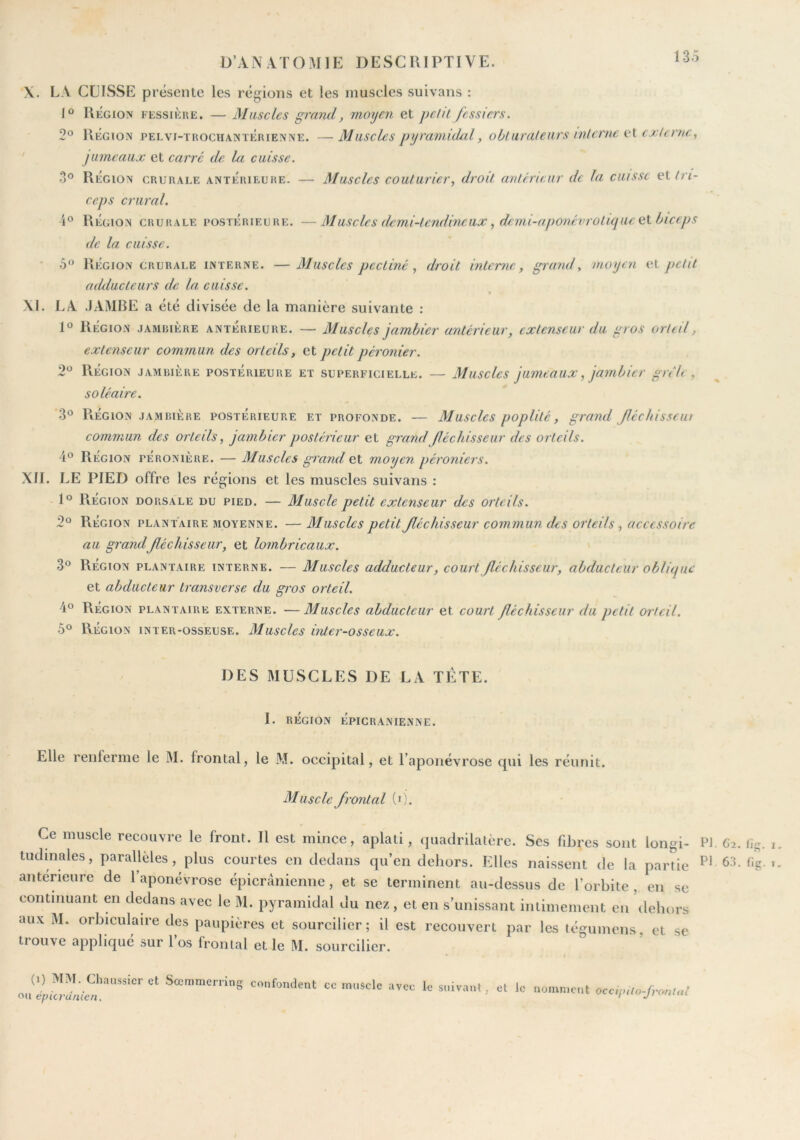 X. LA CLISSE présente les régions et les muscles suivans : I® Région fessikre. — Muscles grand, moyen et pelit fessiers. 2® Région pelvi-trociiantérienne. —Muscles pyramidal, obluraleiirs inlerne <r\ cxlernc., ' jumeaux et carré de bi cuisse. 3° Région crurale antÉrif.ure, — Muscles couturier, droit antérieur de la cuisse çi tri- ceps crural. 4° Région crurale postérieure. —Muscles demi-tendineux, demi-aponévrotiqucel biceps de la cuisse. ' 5® Région crurale interne. —Muscles pectine, droit interne, grand, moyen et petit adilucteurs de la cuisse. XL LA JAMBE a été divisée de la manière suivante : 1° Région jambière anterieure. — Muscles jambier antérieur, extenseur du gros orteil, extenseur commun des orteils, et petit jiéronier. 2^^ Région jambière postérieure et superficielle. — Muscles jumeaux, jambier grêle, soléaire. 3® liÉGiON JAMBIÈRE POSTÉRIEURE ET PROFONDE. — Muscles popUté, grand fléckissciu commun des orteils, jambier postérieur et grand fléchisseur des orteils. 4° Région péronière. — Muscles grand et moyen péroniers. XII. LE PIED offre les ré gions et les muscles suivans : 1° Région dorsale du pied. — Muscle petit extenseur des orteils. 2° Région plantaire moyenne. — Muscles petit fléchisseur commun des orteils, accessoire au grandfléchisseur, et lombricaux. 3° Région plantaire interne. — Muscles adducteur, court fléchisseur, abducteur oblique et abducteur Iransverse du gros orteil. 4° Région plantaire externe. —Muscles abducteur et court fléchisseur du petit orteil. 5° Région inter-osseuse. Muscles inter-osseux. DES MUSCLES DE LA TETE. I. région Épicranienne. Elle renferme le M. frontal, le M. occipital, et l’aponévrose qui les réunit. Muscle frontal (i). Ce muscle recouvre le front. Il est mince, aplati, quadrilatère. Ses fibres sont longi- PJ. 62. fig. ludinales, parallèles, plus courtes en dedans qu’en dehors. Elles naissent de la partie P* 63. fig. anterieure de l’aponévrose épicranienne, et se terminent au-dessus de l’orbite, en se continuant en dedans avec le M. pyramidal du nez, et en s’unissant intimement en dehors aux M. orbiculaire des paupières et sourcilier; il est recouvert par les légumens, et se trouve applique sur 1 os frontal et le M. sourcilier. (1) MM. Chaussicr et Sœmmerrins confondent cc muscle avec le suivant, et le nomn.ent oi\ épiera me n. occipito-frontal