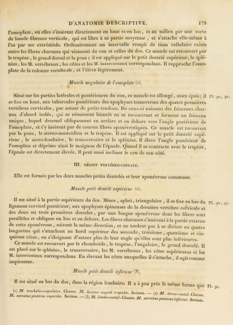 l’omoplate, où elles s’insèrent directement en haut et en bas , et au milieu par une sorte de bande fibreuse verticale, qui est libre à sa partie moyenne , et s’attache elle-même à l’os par ses extrémités. Ordinairement un intervalle rempli de tissu cellulaire existe entre les fibres charnues qui viennent du cou et celles du dos. Ce muscle est recouvert par le trapèze , le grand dorsal et la peau ; il est appliqué sur le petit dentelé supérieur, le splé- nius , les M. vertébraux , les côtes et les M. intercostaux correspondans. Il rapproche l’omo- plate de la colonne vertébrale , et l’élève légèrement. Muscle angulaire de Vomoplate (i). Situé sur les parties latérales et postérieures du cou, ce muscle est allongé, assez épais ; il PI.'qo, gr. se fixe en haut, aux tubercules postérieurs des apophyses transverses des quatre premières vertèbres cervicales , par autant de petits tendons. De ceux-ci naissent des faisceaux char- nus d’abord isolés, qui se réunissent bientôt en se recouvrant et forment un faisceau unique , lequel descend obliquement en arrière et en dehors vers l’angle postérieur de l’omoplate, et s’y insèrent par de courtes fibres aponévrotiques. Ce muscle est recouvert par la peau, le sterno-mastoïdien et le trapèze. Il est appliqué sur le petit dentelé supé- rieur , le sacro-lombaire, le transversaire et le splénius. Il élève l’angle postérieur de l’omoplate et déprime ainsi le moignon de l’épaule. Quand il se contracte avec le trapèze, Tépaule est directement élevée. Il peut aussi incliner le cou de son côté. » III. REGION VERTÉBRO-COSTALE. Elle est formée par les deux muscles petits dentelés et leur aponévrose commune. Muscle petit dentelé supérieur (2). Il est situé à la partie supérieure du dos. Mince , aplati, triangulaire , il se fixe au bas du ligament cervical postérieur, aux apophyses épineuses de la dernière vertèbre cervicale et des deux ou trois premières dorsales , par une longue aponévrose dont les fibres sont parallèles et obliques en bas et en dehors. Les fibres charnues s’insèrent à la partie externe de cette aponévrose , suivent la même direction, et ne lardent pas à se diviser en quatre languettes qui s’attachent au bord supérieur des seconde, troisième , quatrième et cin- quième côtes , en s’éloignant d’autant plus de leur angle qu’elles sont plus inférieures. Ce muscle est recouvert par le rhomboïde, le trapèze, l’angulaire, le grand dentelé. Il est placé sur le splénius, le transversaire, les M. vertébraux, les côtes supérieures et les M. intercostaux correspondans. En élevant les côtes auxquelles il s’attache, il agit comme inspirateur. PI. 90, 9t. lu uscie ptiu ucnieie mjerieur Il est situé au bas du dos, dans la région lombaire. Il a à peu près la même forme que Pi. 90 (1) M. Irachelo-scapiilaire. Chauss. M. Icvalor anguli scapulœ. Soèmm. — (2) M. dorso-costal TR., M. serratus posticus superioî'. Soemm. — (3) M lombo-costal ('Innca XT t • r- -Chauss. ^ ^ coira/. Lhauss. M. serratus posticus inferior. Soèmm.