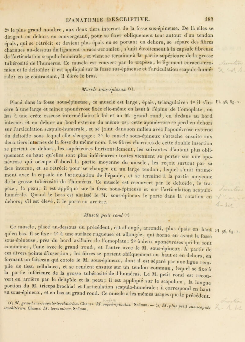2® le plus grQîicl iioinljrc, aux deux tiers internes de la fosse sus-epineiise. De la elles se dirigent en dehors en convergeant, pour se fixer oLliquement tout autour d un tendon épais, qui se rétrécit et devient plus épais en se portant en dehors, se sépare des fibres charnues au-dessous du ligament coraco-acromien , s unit étroitement à la capsule fibreuse de rarliculation scapulo-humérale, et vient se terminera la partie supérieure de la grosse tubérosité de riiumérus. Ce muscle est couvert par le trapèze , le ligament coraco-acro- mien et le deltoïde; il est appliijué sur la fosse sus-épineuse et 1 articulatiou scapulo-humé- y ' \ raie; en se contractant, il élève le bras. Muscle sous-épineux (0. Placé dans la fosse sous-épineuse , ce muscle est large, épais, triangulaire : 1° il s’in- ff 9*^^ sère à une large et mince aponévrose fixée elle-même en haut à Tépine de Tomoplate , en bas a une crête osseuse intermédiaire à lui et au M. grand rond, en dedans au bord interne , et en dehors au bord externe du même os; cette aponévrose se perd en dehors sur rarliculation scapulo-humérale, et se joint dans son milieu avec Taponévrosc externe du deltoïde sous lequel elle s’engage ; 2° le muscle sous-épineux s’attache ensuite aux deux tiers internes de la fosse du même nom. Les fibres charnues de cette double insertion se portent en dehors, les supérieures horizontalement, les suivantes d’autant plus obli- quement en haut qu’elles sont plus inférieures : toutes viennent se porter sur une apo- névrose qui occupe d’abord la partie moyenne du muscle, les reçoit surtout par sa face interne, et se leticcit pour se changer en un large tendon , lequel s’unit intime- ment aN ec la capsule de 1 articulation de 1 épaulé , et se termine a la partie moyenne delà grosse tubérosité de l’humérus. Ce muscle est recouvert par le deltoïde, le tra- pèze , la peau; il est appliqué sur la fosse sous-épineuse et sur l’articulation scapulo- - humérale. Quand le bras est abaissé le M. sous-épineux le porte dans la rotation en dehors; s’il est élevé, il le porte en arrière. f , Muscle pcLil rond (^-) Ce muscle, placé au-dessous du précédent, est allongé, arrondi, plus épais eu haut pi ^ qu’en bas. 11 se fixe : à une surface rugueuse et allongée, qui borne en avant la fosse sous-épineuse, près du bord axillaire de l’omoplate; 2« à deux aponévroses qui lui sont communes, l’une avee le grand rond, et l’autre avec le M. sous-épineux. A partir de ces divers points d’insertion , les fibres se portent obliquement en haut et en dehors, en formant un faisceau qui cotoie le M. sous-épineux , dont il est séparé par une li^^ne rem- plie de tissu cellulaire, et sc rendent ensuite sur un tendon commun, lequel se fixe à la partie inférieure de la grosse tubérosité de rimmérus. Le M. petit rond est recou vert en arrière par le deltpïde et la peau; il est appliqué sur le scapulum , la longue' portion du M. triceps brachial et l’articulation scapulo-humérale; il correspond en haut au sous-épineux , et en bas au grand rond. Ce muscle a les mêmes usages que le précédent ■V. (’i) M. grand sus-scapulo-trochitérien. Chauss. M. suf*rà-sj>inatus. Soemm. — (21 M vhi^ c n’oc/iiie'/7e/i. Chauss. /ere5 77ii/i07% Soomm. ^ ^us-scapido
