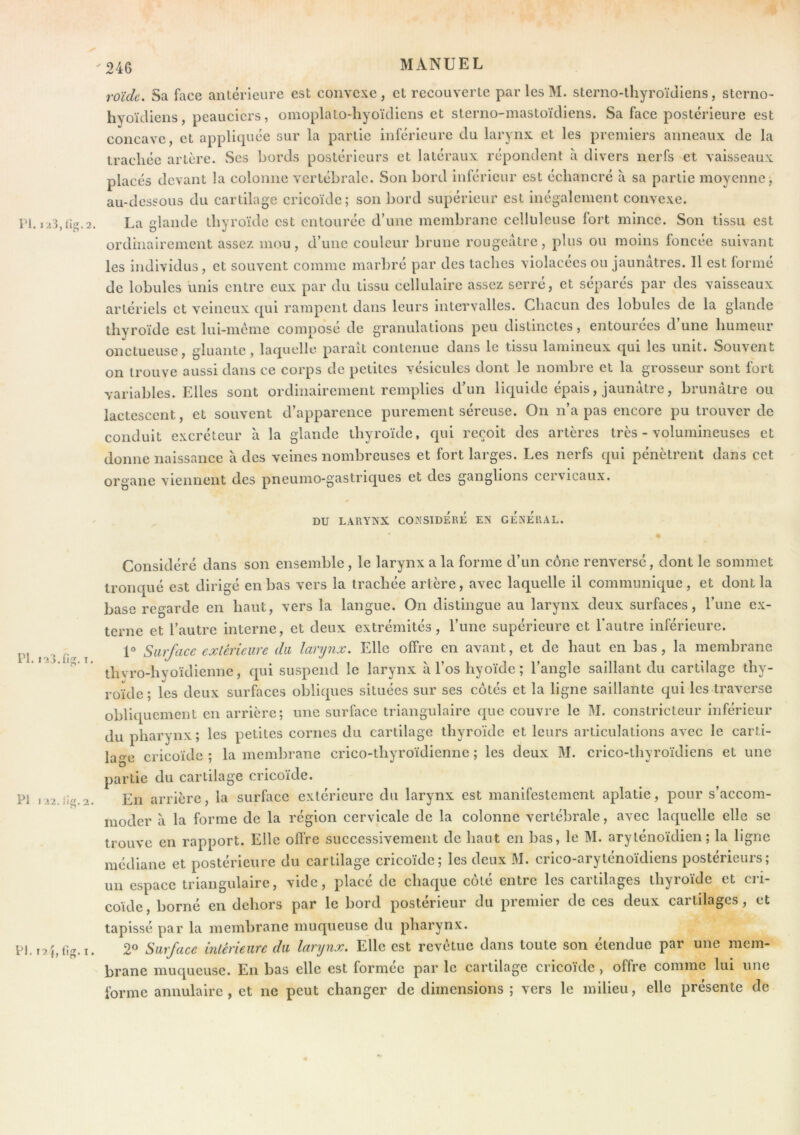 roïdc. Sa face antérieure est convexe, et recoiiverlc par les M. sterno-thyroïdiens, sterno- hyoïdiens, peauciers, omoplatodiyoïdiens et slerno-mastoïdiens. Sa face postérieure est concave, et applicpiée sur la partie inférieure du larynx et les premiers anneaux de la trachée artère. wScs bords postérieurs et latéraux répondent à divers nerfs et vaisseaux placés devant la colonne vertébrale. Son bord inférieur est échancré à sa partie moyenne, au-dessous du cartilage cricoïde; son bord supérieur est inégalement convexe. PI. La glande thyroïde est entourée d’une membrane celluleuse fort mince. Son tissu est ordinairement assez mou, d’une couleur brune rougeâtre, plus ou moins foncée suivant les individus, et souvent comme marbré par des taches violacées ou jaunâtres. Il est formé de lobules unis entre eux par du tissu cellulaire assez serré, et séparés par des vaisseaux artériels et veineux qui rampent dans leurs intervalles. Chacun des lobules de la glande thyroïde est lui-méme composé de granulations peu distinctes, entourées d’une humeur onctueuse, gluante, laquelle paraît contenue dans le tissu lamineux qui les unit. Souvent on trouve aussi dans ce corps de petites vésicules dont le nombre et la grosseur sont fort variables. Elles sont ordinairement remplies d’un liquide épais, jaunâtre, brunâtre ou lactescent, et souvent d’apparence purement séreuse. On n’a pas encore pu trouver de conduit excréteur à la glande thyroïde, qui reçoit des artères très - volumineuses et donne naissance à des veines nombreuses et fort larges. Les nerfs qui pénètrent dans cet organe viennent des pneumo-gastriques et des ganglions cervicaux. DU LARYNX CONSIDERE EN GENERAL. PI. T. Considéré dans son ensemble, le larynx a la forme d’un cône renversé, dont le sommet tronqué est dirigé en bas vers la trachée artère, avec laquelle il communique, et dont la base regarde en haut, vers la langue. On distingue au larynx deux surfaces, l’une ex- terne et l’autre interne, et deux extrémités, l’une supérieure et Eautre inférieure. 1“ Surface exlérieure du larynx. Elle offre en avant, et de haut en bas, la membrane thvro-hyoïdienne, qui suspend le larynx à l’os hyoïde; l’angle saillant du cartilage thy- roïde; les deux surfaces obliques situées sur ses côtés et la ligne saillante qui les traverse obliquement en arrière; une surface triangulaire que couvre le M. constricteur inférieur du pharynx; les petites cornes du cartilage thyroïde et leurs articulations avec le carti- lage cricoïde ; la membrane crico-thyroïdienne ; les deux M. crico-lhyroïdiens et une partie du cartilage cricoïde. En arrière, la surface extérieure du larynx est manifestement aplatie, pour s’accom- moder à la forme de la région cervicale de la colonne vertébrale, avec laquelle elle se trouve en rapport. Elle ofl’re successivement de haut en bas, le M. aryténoïdien ; la ligne médiane et postérieure du cartilage cricoïde; les deux M. crico-aryténoïdiens postérieurs; un espace triangulaire, vide, placé de chaque côté entre les cartilages thyroïde et cri- coïde , borné en dehors par le bord postérieur du premier de ces deux cartilages, et tapissé par la membrane muqueuse du pharynx. Pl.r^btig.i. 2° Surface inlérieure du larynx. Elle est revêtue dans toute son étendue par une mem- brane muqueuse. En bas elle est formée par le cartilage cricoïde , offre comme lui une forme annulaire, et ne peut changer de dimensions ; vers le milieu, elle présente de PI 122.{ig.2.