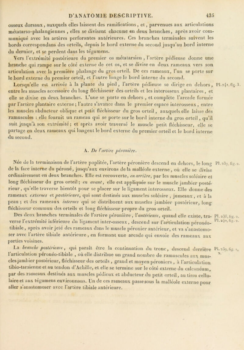 osseux dorsaux , auxquels elles laissent des ramifications , et, parvenues aux articulations métatarso-phalangiennes , elles se divisent chacune en deux branches, apres avoir com- muniqué avec les artères perforantes antérieures. Ces branches terminales suivent les bords correspondans des orteils, depuis le bord externe du second jusqu’au bord interne du dernier, et se perdent dans les tégumens. Vers l’extrémité postérieure du premier os métatarsien , l’artère pédieuse donne une branche qui rampe sur le côté externe de cet os, et se divise en deux rameaux vers son articulation avec la première phalange du gros orteil. De ces rameaux, l’un se porte sur le bord externe du premier orteil, et l’autre longe le bord Interne du second. Lorsqu’elle est arrivée à la plante du pied, l’artère pédieuse se dirige en dehors, entre les muscles accessoire du long fléchisseur des orteils et les interosseux plantaires, et elle se divise en deux branches. L’une se porte en dehors , et complète l’arcade formée par l’artère plantaire externe; l’autre s’avance dans le premier espace inlerosseux , entre les muscles abducteur oblique et petit fléchisseur du gros orteil, auxquels elle laisse des ramuscules ; elle fournit un rameau qui se porte sur le bord interne du gros orteil , qu’il suit jusqu’à son extrémité ; et après avoir traversé le muscle petit fléchisseur, elle se partage en deux rameaux qui longent le bord externe du premier orteil et le bord interne du second. A. De r arlère péronicre. PI. a38, fii^ PI. a (O, (i^ Née de la terminaison de l’artère poplitée, l’artère péronière descend en dehors, le long P1.23(j,fi. de la face interne du péroné, jusqu’aux environs de la malléole externe , où elle se divise ordinairement en deux branches. Elle est recouverte, en arrière, par les muscles soléaire et long fléchisseur du gros orteil; en avant, elle est appliquée sur le muscle jambier posté- rieur, qu’elle traverse bientôt pour se placer sur le ligament interosseux. Elle donne des rameaux externes et postérieurs, qui sont destinés aux muscles soléaire , jumeaux , et à la peau ; et des rameaux internes qui se distribuent aux muscles jambier postérieur, long fléchisseur commun des orteils et long fléchisseur propre du gros orteil. Des deux branches terminales de l’artère péronière , Xantérieure, quand elle existe, tra- verse l’extrémité inférieure du ligament inter-osseux, descend sur l'articulation péronéo- libiale , après avoir jeté des rameaux dans le muscle péronier antérieur, et va s’anastomo- ser avec l’artère tibiale antérieure , en formant une arcade qui envoie des rameaux aux parties voisines. La branehe postérieure, qui paraît être la continuation du tronc, de.scend derrière l’articulation péronéo-tibiale , où elle distribue un grand nombre de ramuscules aux mus- cles jambier postérieur, fléchisseur des orteils , grand et moyen péroniers , à l’arliculatiou libio-tarsienne et au tendon d’Achille, et elle se termine sur le côté externe du calcanéum, par des rameaux destinés aux muscles pédieux et abducteur du petit orteil, au tissu cellu- laire et aux tégumens environnans. Un de ces rameaux passe sous la malléole externe pour aller s’anastomoser avec l’artère tibiale antérieure. PI. 23f), 2.