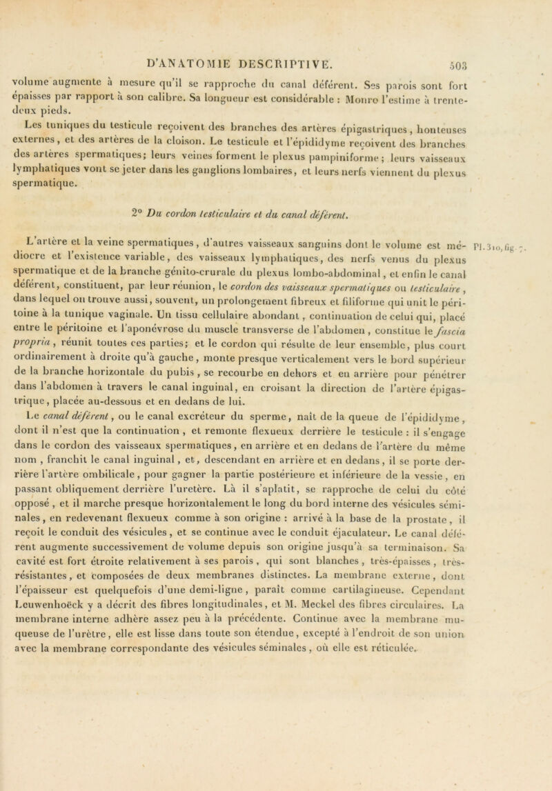 volume augmente a mesure qu il se rapproche du canal déférent. Ses parois sont fort épaisses par rapport à son calibre. Sa longueur est considérable : Monro l’estime à trente- deux pieds. Les tuniques du testicule reçoivent des branches des artères épigastriques, honteuses exleines, et des artères de la cloison. Le testicule et l’épididyme reçoivent des branches des artères spermatiques; leurs veines forment le plexus pampiniforme ; leurs vaisseaux lymphatiques vont se jeter dans les ganglions lombaires, et leurs nerfs viennent du plexus spermatique. 2® Du cordon Icsticiilaire et du canal déférent. L’artère et la veine spermatiques, d’autres vaisseaux sanguins dont le volume est mé- ri.3i(),ilj/ diocre et l’existence variable, des vaisseaux lymphatiques, des nerfs venus du plexus spermatique et de la branche génito-crurale du plexus lombo-abdominal, et enfin le canal déférent, constituent, par leur réunion, le cordon des vaisseaux spermatiques ou testiculaire , dans lequel on trouve aussi, souvent, un prolongement fibreux et filiforme qui unit le péri- toine à la tunique vaginale. Un tissu cellulaire abondant, continuation de celui qui, placé entre le péritoine et l’aponévrose du muscle transverse de l’abdomen , constitue X^/ascia propria y réunit toutes ces parties; et le cordon qui résulte de leur ensemble, plus court ordinairement à droite qu’à gauche, monte presque verticalement vers le bord supérieur de la branche horizontale du pubis , se recourbe en dehors et eu arrière pour pénétrer dans l’abdomen à travers le canal inguinal, en croisant la direction de l’artère épigas- trique, placée au-dessous et en dedans de lui. Le canal déférent, ou le canal excréteur du sperme, naît de la queue de l’épididvme, dont il n’est que la continuation , et remonte flexueux derrière le testicule : il s’engage dans le cordon des vaisseaux spermatiques, en arrière et en dedans de l'artère du même nom , franchit le canal inguinal, et, descendant en arrière et en dedans, il se porte der- rière l’artère ombilicale, pour gagner la partie postérieure et inférieure de la vessie, en passant obliquement derrière l’uretère. Là il s’aplatit, se rapproche de celui du coté opposé , et il marche presque horizontalement le long du bord interne des vésicules sémi- nales , en redevenant flexueux comme à son origine : arrivé à la base de la prostate, il reçoit le conduit des vésicules, et se continue avec le conduit éjaculateur. Le canal défé- rent augmente successivement de volume depuis son origine jusqu’à sa terminaison. Sa cavité est fort étroite relativement à ses parois , qui sont blanches, très-épaisses , ires- résistantes, et ‘composées de deux membranes distinctes. La membrane externe, dont l’épaisseur est quelquefois d’une demi-ligne, paraît comme cartilagineuse. Cependant Lcuwenhoëck y a décrit des fibres longitudinales, et M. Meckel des fibres circulaires. La membrane interne adhère assez peu à la précédente. Continue avec la membrane mu- queuse de l’urètre, elle est lisse dans toute son étendue, excepté à l’endroit de son union avec la membrane correspondante des vésicules séminales, où elle est réticulée.