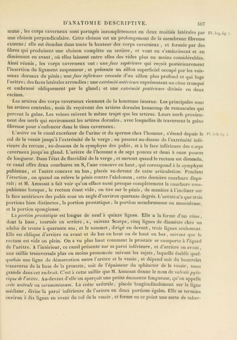 mune, les corps caverneux sont partagés incomplètement en deux moitiés latérales par P1.3o9,fig, une cloison perpendiculaire. Cette cloison est un prolongement de la membrane fibreuse externe; elle est étendue dans toute la hauteur des corps caverneux , et formée par des fibres qui produisent une cloison complète en arrière, et vont en s’amincissant et en diminuant en avant, où elles laissent entre elles des vides plus ou moins considérables. Ainsi réunis , les corps caverneux ont : une face supérieure qui reçoit postérieurement l’insertion du ligament suspenseur, et présente un sillon superficiel occupé par les vais- seaux dorsaux du pénis ; une face inférieure creusée d’un sillon plus profond et qui loge l’urètre ; des faces latérales arrondies ; une extrémité antérieure représentant un cône tronqué et embrassé obliquement par le gland ; et une extrémité postérieure divisée en deux racines. Les artères des corps caverneux viennent de la honteuse interne. Les principales sont les artères centrales, mais ils reçoivent des artères dorsales beaucoup de ramuscules qui percent la gaine. Les veines suivent le même trajet que les artères. Leurs nerfs provien- nent des nerfs qui environnent les artères dorsales, avec lesquelles ils traversent la gaine fibreuse pour s’enfoncer dans le tissu caverneux. Vurètre ou le canal excréteur de l’urine et du sperme chez l’homme, s’étend depuis le PI.3o8,(ig i col de la vessie jusqu’à l’extrémité de la verge , en passant au-dessus de l’extrémité infé- rieure du rectum , au-dessous de la symphyse des pubis, et à la face inférieure des corps caverneux jusqu’au gland. L’urètre de l’homme a de sept pouces et demi à onze pouces de longueur. Dans l’état de flaccidité de la verge , et surtout quand le rectum est distendu, ce canal offre deux courbures en S, l’une concave en haut, qui correspond à la symphyse pubienne, et l’autre concave en bas, placée au-devant de cette articulation. Pendant l’érection, ou quand on relève le pénis contre l’abdomen , cette dernière courbure dispa- raît; et M. Amussat a fait voir qu’on efface aussi presque complètement la courbure sous- pubienne lorsque , le rectum étant vide, on tire sur le pénis , de manière à Tincliner sur la face antérieure des pubis sous un angle d’environ quarante degrés. L’urètre n’a que trois portions bien distinctes, la portion prostatique, la portion membraneuse ou musculeuse, et la portion spongieuse. La portion prostatique est longue de neuf a quinze lignes. Elle a la forme d’un cône, dont la base, tournée en arrière, a, suivant Scarpa, cinq lignes de diamètre chez un adulte de trente à quarante ans, et le sommet, dirigé en devant, trois lignes seulement. Elle est oblique d’arrière en avant et de bas en haut ou de haut en bas , suivant que le rectum est vide ou plein. On a vu plus haut comment la prostate se comporte à l’égard de l’urètre. A l’intérieur, ce canal présente sur sa paroi inférieure, et d’arrière en avant, une saillie transversale plus ou moins prononcée suivant les sujets, laquelle établit quel- quefois une ligne de démarcation entre 1 urètre et la vessie , et dépend soit du bourrelet transversc de la base de la prostate, soit de l’épaisseur du sphincter de la vessie, assez grande dans cet endroit. C’est à cette saillie que M. Amussat donne le nom de valvulepyto- rique de Vurètre. Au-devant d’elle on aperçoit une petite eminence fongueuse, qu’on appelle crête urétrale ou verumontanum. La crête uretrale, placée longitudinalement sur la ligne médiane, divise la paroi inférieure de l’urètre en deux portions égales. Elle se termine environ à dix lignes en avant du col de la vessie , et forme en ce point une sorte de tuber-