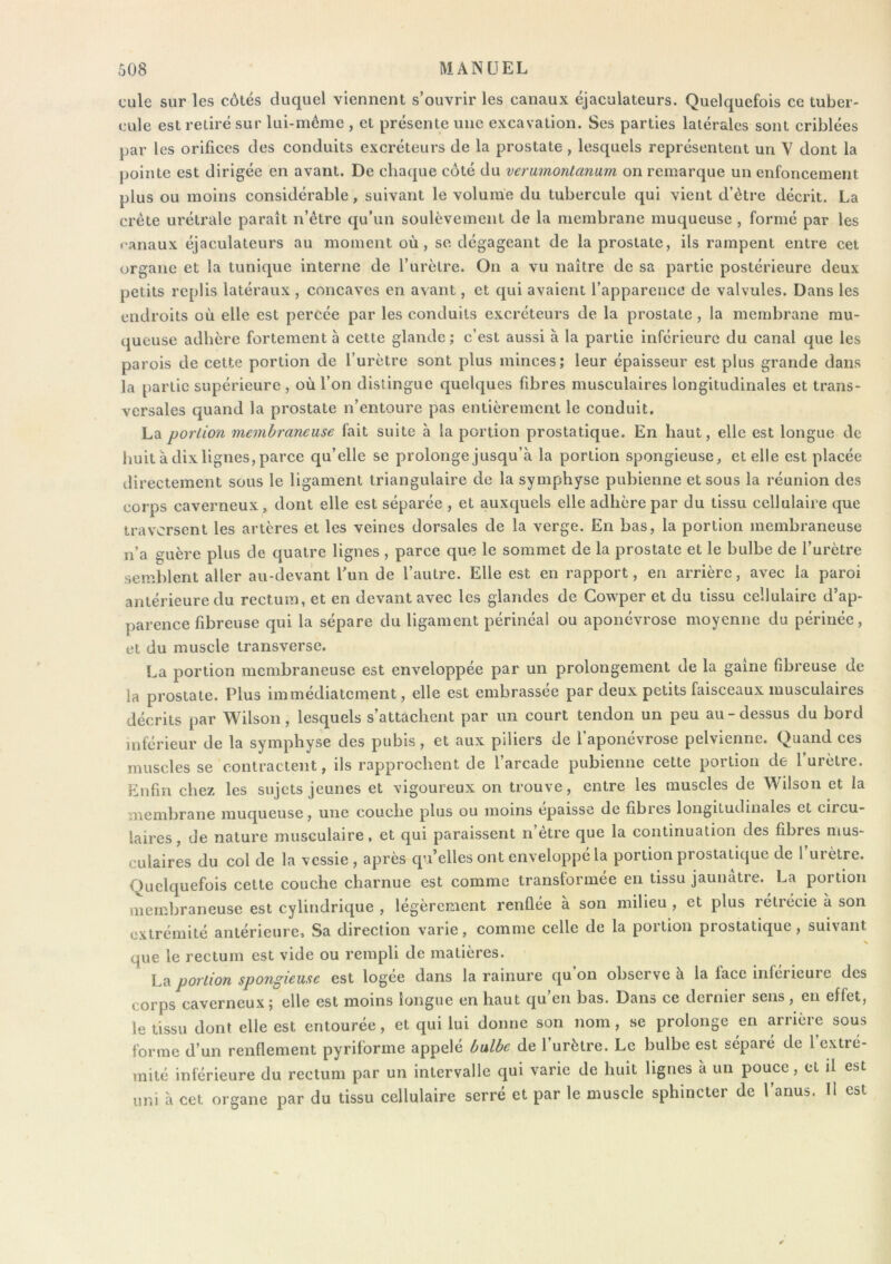 cule sur les côtés duquel viennent s’ouvrir les canaux éjaculateurs. Quelquefois ce tuber- cule est retiré sur lui-mémc , et présente une excavation. Ses parties latérales sont criblées par les orifices des conduits excréteurs de la prostate , lesquels représentent un Y dont la pointe est dirigée en avant. De chaque côté du vermnontanam on remarque un enfoncement plus ou moins considérable, suivant le volume du tubercule qui vient d’ètre décrit. La crête urétralc paraît n’être qu’un soulèvement de la membrane muqueuse , formé par les • anaux éjaculateurs au moment où, se dégageant de la prostate, ils rampent entre cet organe et la tunique interne de l’urèlre. On a vu naître de sa partie postérieure deux petits replis latéraux , concaves en avant, et qui avaient l’apparence de valvules. Dans les endroits où elle est percée par les conduits excréteurs de la prostate, la membrane rau- (jueuse adhère fortement à cette glande ; c’est aussi à la partie inférieure du canal que les parois de cette portion de l’urètre sont plus minces; leur épaisseur est plus grande dans la partie supérieure, où l’on distingue quelques fibres musculaires longitudinales et trans- versales quand la prostate n’entoure pas entièrement le conduit. La portion membraneuse fait suite à la portion prostatique. En haut, elle est longue de huit a dix lignes, parce qu’elle se prolonge jusqu’à la portion spongieuse, et elle est placée directement sous le ligament triangulaire de la symphyse pubienne et sous la réunion des corps caverneux , dont elle est séparée , et auxquels elle adhère par du tissu cellulaire que traversent les artères et les veines dorsales de la verge. En bas, la portion membraneuse n’a guère plus de quatre lignes , parce que le sommet de la prostate et le bulbe de l’urètre semblent aller au-devant l’un de l’autre. Elle est en rapport, en arrière, avec la paroi antérieure du rectum, et en devant avec les glandes de Cowper et du tissu cellulaire d’ap- parence fibreuse qui la sépare du ligament périnéal ou aponévrose moyenne du périnée, et du muscle transverse. La portion membraneuse est enveloppée par un prolongement de la gaîne fibreuse de la prostate. Plus immédiatement, elle est embrassée par deux petits faisceaux musculaires décrits par Wilson, lesquels s’attachent par un court tendon un peu au-dessus du bord inférieur de la symphyse des pubis, et aux piliers de l’aponévrose pelvienne. Quand ces muscles se contractent, ils rapprochent de l’arcade pubienne cette portion de 1 urètre. Enfin chez les sujets jeunes et vigoureux on trouve, entre les muscles de Wilson et la membrane muqueuse, une couche plus ou moins épaisse de fibres longitudinales et circu- laires, de nature musculaire, et qui paraissent n’ètre que la continuation des fibres mus- culaires du col de la vessie, après qu’elles ont enveloppé la portion prostatique de 1 urètre. Quelquefois cette couche charnue est comme transformée en tissu jaunâtre. La portion membraneuse est cylindrique , légèrement renflée à son milieu , et plus rétrécie à son extrémité antérieure. Sa direction varie, comme celle de la portion prostatique, suivant % que le rectum est vide ou rempli de matières. La portion spongieuse est logée dans la rainure qu’on observe à la face inférieure des corps caverneux ; elle est moins longue en haut qu’en bas. Dans ce dernier sens, en effet, le tissu dont elle est entourée, et qui lui donne son nom, se prolonge en arrière sous forme d’un renflement pyriforme appelé bulbe de l’urètre. Le bulbe est séparé de l extré- mité inférieure du rectum par un intervalle qui varie de huit lignes a un pouce, et il est uni à cet organe par du tissu cellulaire serré et par le muscle sphincter de l’anus. H est