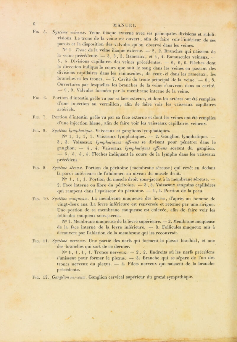 I MANUEL Système veineux. Veine iliaque externe avec ses principales divisions et subdi- visions. Le tronc de la veine est ouvert, afin de faire voir l’intérieur de ses parois et la disposition des valvules qu’on observe dans les veines. N° 1. Tronc delà veine iliaque externe. — 2,2. Branches qui naissent de la veine precedente. 3, 3, 3. Rameaux, et 4, 4. Ramuscules veineux. — 5, ô. Divisions capillaires des veines précédentes. — G, 6,6. Flèches dont la diiection indique le cours que suit le sang dans les veines en passant des di\ isions capillaires dans les ramuscules, de ceux - ci dans les rameaux, les branches et les troncs. — 7. Cavité du tronc principal de la veine. — 8,8. Ouvertures par lesquelles les branches de la veine s’ouvrent dans sa cavité. — 9,9. Valvules formées par la membrane interne de la veine. Portion d’intestin grêle vu par sa face externe, et dont les artères ont été remplies dune injection au vermillon, afin de faire voir les vaisseaux capillaires artériels. Fig. 7. Portion d’intestin grêle vu par sa face externe et dont les veines ont été remplies d’une injection bleue, afin de faire voir les vaisseaux capillaires veineux. Fig. 8. Système Jy7nphaticjue. Vaisseaux et ganglions lymphatiques. N° 1, 1, 1, 1. Vaisseaux lymphatiques. — 2. Ganglion lymphatique. — 3 , 3. Vaisseaux lymphatiques affércns se divisant pour pénétrer dans le ganglion. — 4^ ? 4. Vaisseaux lymphatiques efférens sortant du ganglion. — 5 , 5, 5 , 5. Flèches indiquant le cours de la lymphe dans les vaisseaux précédens. Fig. 9. Système séreux. Portion du péritoine (membrane séreuse) qui revêt en dedans la paroi antérieure de l’abdomen au niveau du muscle droit. N° 1 , 1,1. Portion du muscle droit sous-jacent à la membrane séreuse. — 2. Face interne ou libre du péritoine. — 3,3. Vaisseaux sanguins capillaires qui rampent dans l’épaisseur du péritoine. — 4,4. Portion de la peau. Fig. 10. Système muqueux. La membrane muqueuse des lèvres, d’après un homme de vingt-deux ans. La lèvre inférieure est renversée et retenue par une airigne. Une portion de sa membrane muqueuse est enlevée, afin de faire voir les follicules muqueux sous-jacens. N° 1. Membrane muqueuse de la lèvre supérieure. — 2. Membrane muqueuse de la face interne de la lèvre inférieure. — 3. Follicules muqueux mis à découvert par l’ablation de la membrane qui les recouvrait. Fig. 11. Système nerveux. Une partie des nerfs qui forment le plexus brachial, et une des branches qui sort de ce dernier. / N® 1 , 1,1, 1. Troncs nerveux. — 2,2. Endroits où les nerfs précédens s’unissent pour former le plexus. — 3. Branche qui se sépare de l’un des troncs nerveux du plexus. — 4. Filets nerveux qui naissent de la branche précédente. Fig. 12. Ganglion nerveux. Ganglion cervical supérieur du grand sympathique. 6 Fig. 5.