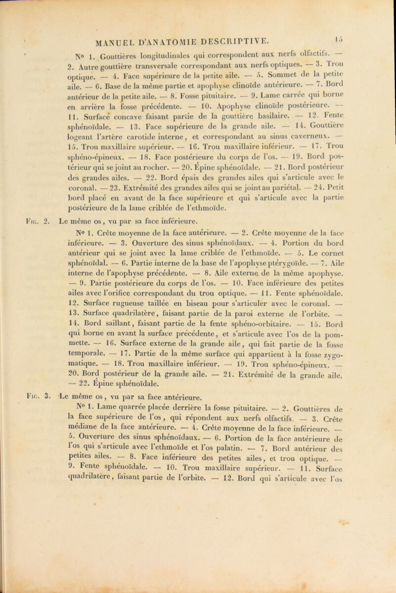 MANUEL D’ANATOMIE DESCRIPTIVE- Lj N° 1. Gouttières longitudinales qui correspondent aux nerfs olfactifs. 2. Autre gouttière transversale correspondant aux nerfs optiques. 3. Irou optique. — 4. Face supérieure de la petite aile. — />. Sommet de la petite aPe. — 6. Base de la meme partie et apophyse clinoïde antérieure. — 7. Bord antérieur de la petite aile. — 8. Fosse pituitaire. — 9. Lame carrée qui borne en arrière la fosse précédente. — 10. Apophyse clinoïde postérieure. 11. Surface concave faisant partie de la gouttière basilaire. — 12. Fente sphénoïdale. — 13. Face supérieure de la grande aile. — 14. Gouttière logeant l’artère carotide interne, et correspondant au sinus caverneux. — 15. Trou maxillaire supérieur. — 16. Trou maxillaire inférieur. — 17. Trou sphéno-épineux. — 18. Face postérieure du corps de l’os. — 19. Bord pos- térieur qui se joint au rocher. — 20. Épine sphénoïdale. — 21. Bord postérieur des grandes ailes. — 22. Bord épais des grandes ailes qui s’articule avec le coroiial. — 23. Extrémité des grandes ailes qui se joint au pariétal. — 24. Petit Ijord placé en avant de la face supérieure et qui s’articule avec la partie postérieure de la lame criblée de l’ethmoïde. Fig. 2. Le meme os, vu par sa face inférieure. N° 1. Crète moyenne de la face antérieure. — 2. Crète moyenne de la face inférieure. — 3. Ouverture des sinus sphénoïdaux. — 4. Portion du bord antérieur qui se joint avec la lame criblée de l’ethmoïde. — 5. Le cornet sphénoïdal. — 6. Partie interne de la base de l’apophyseptérygoïde. — 7. Aile interne de l’apophyse précédente. — 8. Aile externe de la meme apophyse. — 9. Partie postérieure du corps de l’os. — 10. Face inférieure des petites ailes avec l’orifice correspondant du trou optique. — 11. Fente sphénoïdale. 12. Surface rugueuse taillée en biseau pour s’articuler avec le coronal. — 13. Surface quadrilatère, faisant partie de la paroi externe de l’orbite. — 14. Bord saillant, faisant partie de la fente sphéno-orbitaire. — 15. Bord qui borne en avant la surface précédente, et s’articule avec l’os de la pom- mette. — 16. Surface externe de la grande aile, qui fait partie de la fosse temporale. — 17. Partie de la même surface qui appartient à la fosse zygo- matique. — 18. Trou maxillaire inférieur. — 19. Trou sphéno-épineux. 20. Bord postérieur de la grande aile. — 21. Extrémité de la grande aile. — 22. Épine sphénoïdale. Fig. 3. Le même os, vu par sa face antérieure. No 1. Lame quarrée placée derrière la fosse pituitaire. — 2. Gouttières de la face supérieure de l’os, qui répondent aux nerfs olfactifs. — 3. Crête médiane de la face anterieure. — 4. Crete moyenne de la face inférieure. 5. Ouxerture des sinus sphénoïdaux. — 6. Portion de la face antéi'ieure de l’os qui s’articule avec l’ethmoïde et l’os palatin. — 7. Bord antérieur des petites ailes. 8. Face inférieure des petites ailes , et trou optique. — 9. Fente sphénoïdale. — 10. Trou maxillaire supérieur. — 11. Surface quadrilatère, faisant partie de l’orbite. — 12. Bord qui s’articule avec l’os