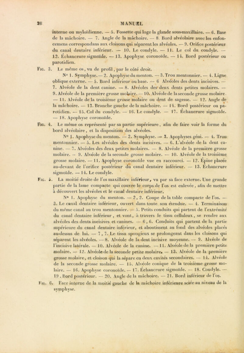 interne ou myloïclienne. — 5. Fossette qui loge la glande sous-maxillaire. — 6. Base de la mâchoire. — 7. Angle de la mâchoire. — 8. Bord alvéolaire avec les enfon- cemens correspondans aux cloisons qui séparent les alvéoles. — 9. Orifice postérieur du canal dentaire inférieur. — 10. Le condyle. — 11. Le col du çondyle. — 12. Echancrure sigmoïde. — 13. Apophyse coronoïde. — 14. Bord postérieur ou parotidien. Fig. 3. Le même os, vu de profil, par le côté droit. N° 1. Symphyse.— 2. Apophyse du menton. —3. Trou mentonnier. — 4. Ligne oblique externe. —5. Bord inférieur ou base. — G Alvéoles des dents incisives. — 7. Alvéole de la dent canine. —8. Alvéoles des* deux dents petites molaires. — 9. Alvéole de la première grosse molaire. — 10. Alvéole de la seconde grosse molaire. — 11. Alvéole de la troisième grosse molaire ou dent de sagesse. — 12. Angle de_ la mâchoire. — 13. Branche gauche de la mâchoire. — 14. Bord postérieur ou pa- rotidien. — 15. Col du condyle. — 16. Le condyle. — 17. Echancrure sigmoïde. — 18. Apophyse coronoïde. Fig. 4. Le même os représenté par sa partie supérieure, afin de faire voir la forme du bord alvéolaire, et la disposition des alvéoles. N*® 1. Apophyse du menton. — 2. Symphyse. — 3. Apophyses géni. — 4. Trou mentonnier. — 5. Les alvéoles des dents incisives. — 6. L’alvéole de la dent ca- nine. — 7. Alvéoles des deux petites molaires. — 8. Alvéole de la première grosse molaire. — 9. Alvéole de la seconde grosse molaire. — 10. Alvéole de la troisième grosse molaire. — 11. Apophyse coronoïde vue en raccourci. — 12. Epine placée * / au-devant de l’orilice postérieur du canal dentaire inférieur. — 13. Echancrure sigmoïde. — 14. Le condyle. Fig. 5. La moitié droite de l’os maxillaire inférieur ^ vu par sa face externe. Une grande partie de la lame compacte qui couvre le corps de l’os est enlevée, afin de mettre à découvert les alvéoles et le canal dentaire inférieur, N° 1. Apophyse du menton. —2,2. Coupe de la table compacte de l’os. — 3. Le canal dentaire inférieur, ouvert dans toute son étendue. — 4. Terminaison du même canal au trou mentonnier. — 5. Petits conduits qui partent de l’extrémité du canal dentaire inférieur, et vont, à travers le tissu celluleux, se rendre aux alvéoles des dents incisives et canines. — 6,6. Conduits qui partent de la partie supérieure du canal dentaire inférieur, et aboutissent au fond des alvéoles placés au-dessus de lui. — 7 , 7. Le tissu spongieux se prolongeant dans les cloisons qui séparent les alvéoles. — 8. Alvéole de la dent incisive moyenne. — 9. Alvéole de l’incisive latérale. — 10. Alvéole de la canine. — 11. Alvéole de la première petite molaire. — 12. Alvéole de la seconde petite molaire. — 13. Alvéole de la première grosse molaire, et cloison qui la sépare en deux cavités secondaires. — 14. Alvéole de la seconde grosse molaire. — 15. Alvéole conique de la troisième grosse mo- laire. — 16. Apophyse coronoïde. — 17. Echancrure sigmoïde. — 18. Condyle. — 19 . Bord postérieur. — 20. Angle de la mâchoire. — 21. Bord inférieur de l’os. Fig. g. Face interne de la moitié gauche de la mâchoire inférieure sciée au niveau de la symphyse.