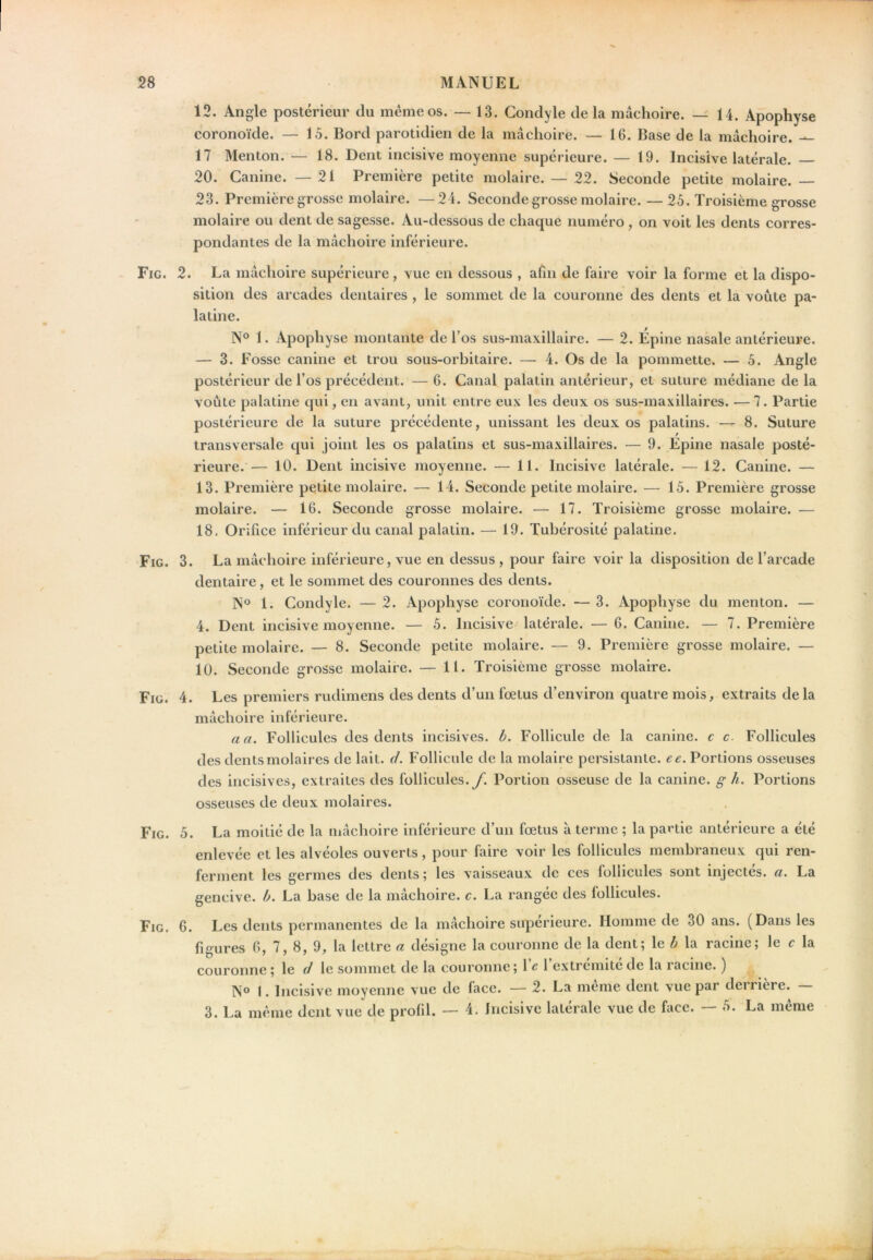 12. Angle postérieur du meme os. — 13. Gondyle delà mâchoire. — 14. Apophyse coronoïde. — 15. Bord parotidien de la mâchoire. — 16. Base de la mâchoire. — 17 Menton. — 18. Dent incisive moyenne supérieure. — 19. Incisive latérale. 20. Canine. —21 Première petite molaire. — 22. Seconde petite molaire.— 23. Première grosse molaire. —24. Seconde grosse molaire. — 25. Troisième grosse molaire ou dent de sagesse. Au-dessous de chaque numéro , on voit les dents corres- pondantes de la mâchoire inférieure. Fig. 2. La mâchoire supérieure, vue en dessous , afin de faire voir la forme et la dispo- sition des arcades dentaires , le sommet de la couronne des dents et la voûte pa- latine. N° 1. Apophyse montante de l’os sus-maxillaire. — 2. Épine nasale antérieure. — 3. Fosse canine et trou sous-orbitaire. — 4. Os de la pommette. — 5. Angle postérieur de l’os précédent. — 6. Canal palatin antérieur, et suture médiane de la voûte palatine qui, en avant, unit entre eux les deux os sus-maxillaires. — 7. Partie postérieure de la suture précédente, unissant les deux os palatins. — 8. Suture transversale qui joint les os palatins et sus-maxillaires. — 9. Epine nasale posté- rieure.— 10. Dent incisive moyenne. — 11. Incisive latérale. — 12. Canine. — 13. Première petite molaire. — 14. Seconde petite molaire. — 15. Première grosse molaire. — 16. Seconde grosse molaire. — 17. Troisième grosse molaire. — 18. Orifice inférieur du canal palatin. — 19. Tubérosité palatine. Fig. 3. La mâchoire inférieure, vue en dessus , pour faire voir la disposition de l’arcade dentaire, et le sommet des couronnes des dents. N° 1. Condyle. — 2. Apophyse coronoïde. — 3. Apophyse du menton. — 4. Dent incisive moyenne. — 5. Incisive latérale. — 6. Canine. — 7. Première petite molaire. — 8. Seconde petite molaire. — 9. Première grosse molaire. — 10. Seconde grosse molaire. — 11. Troisième grosse molaire. Fig. 4. Les premiers rudimens des dents d’un fœtus d’environ quatre mois, extraits de la mâchoire inférieure. a a. Follicules des dents incisives, b. Follicule de la canine, c c. Follicules des dents molaires de lait. d. Follicule de la molaire persistante, ee. Portions osseuses des incisives, extraites des follicules.Portion osseuse de la canine, g h. Portions osseuses de deux molaires. Fig. 5. La moitié de la mâchoire inférieure d’un fœtus à terme ; la partie antérieure a été enlevée et les alvéoles ouverts, pour faire voir les follicules membraneux qui ren- ferment les germes des dents; les vaisseaux de ces follicules sont injectés, a. La gencive, b. La base de la mâchoire, c. La rangée des follicules. Fig. 6. Les dents permanentes de la mâchoire supérieure. Homme de 30 ans. (Dans les figures 6, 7, 8, 9, la lettre a désigne la couronne de la dent; le b la racine; le c la couronne ; le le sommet de la couronne; 1 c 1 extrémité de la racine. ) N° I. Incisive moyenne vue de face. — 2. La meme dent vue par derrière. — 3. La meme dent vue de profil. — 4. Incisive latérale vue de face. — 5. La meme