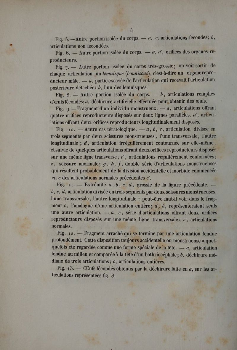 Fig. 5. —Autre portion isoiée du Corps. — 4, €, articulations fecondes; b, articulations non fecondees. Fig. 6. — Autre portion isolée du corps. — a, #, orifices des organes re- producteurs. Fig. 7. — Autre portion isolée du corps tres-grossie; on voit sortir de chaque articulation un lemnisque (lemniscus), c'est-à-dire un organerepro- ducteur mâle. — a, partie excavée de l'articulation qui recevait l'articulation postérieure détachée; b, l'un des lemnisques. Fig. 8. — Autre portion isolée du corps. — b, articulations remplies d'œufs fécondés; a, déchirure artificielle effectuée pour obtenir des œufs. Fig. 9.—Fragment d’un individu monstrueux. — a, articulations offrant quatre orifices reproducteurs disposés sur deux lignes parallèles. a’, articu- lations offrant deux orifices reproducteurs longitudinalement disposés. Fig. 10. — Autre cas tératologique. — a, b, c, articulation divisée en trois segments par deux scissures monstrueuses , l’une transversale, l’autre longitudinale ; d, articulation irregulierement contournée sur elle-même, et suivie de quelques articulations offrant deux orifices reproducteurs disposés sur une même ligne transverse; c’, articulations régulièrement conformees; e, scissure anormale; g, h, f, double serie d’articulations monstrueuses qui résultent probablement de la division accidentelle et morbide commencée en c des articulations normales précédentes e’. Fig. 11. — Extrémité a,b, c, d, grossie de la figure précédente. — b, c, d, articulation divisée en trois segments par deux scissures monstrueuses, l’une transversale, l’autre longitudinale : peut-être faut-il voir dans le frag- ment c, l’analogue d’une articulation entière; d,,b, représenteraient seuls une autre articulation. — a, e, série d’articulations offrant deux orifices reproducteurs disposés sur une même ligne transversale; e’, articulations normales. Fig. 12. — Fragment arraché qui se termine par une articulation fendue profondément. Cette disposition toujours accidentelle ou monstrueuse a quel- quefois été regardée comme une forme spéciale de la tête. — a, articulation fendue au milieu et comparée à la tête d’un bothriocéphale; b, déchirure mé- diane de trois articulations; c, articulations entières. Fig. 13. — OEufs fécondés obtenus par la déchirure faite en a, sur les ar- ticulations représentées fig. 8.