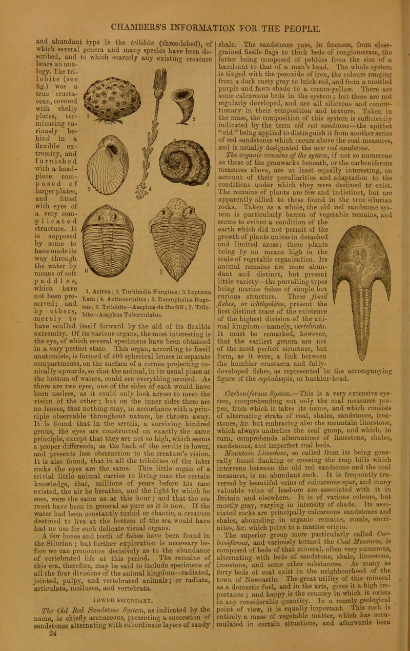 and abundant type is the triloMte (three-lobed), of which several genera and many species have been de- scribed, and to which scarcely any existing creature bears an ana- logy. The tri- lobite (see fig.) was a true crusta- cean, covered with shelly plates, ter- minating va- riously be- hind in a flexible ex- tremity, and furnished with a head- piece com- posed of larger plates, and fitted with eyes of a very com- plicated structure. It is supposed by some to have made its way through the water by means of soft p a d d 1 e s, which have not been pre- served ; and by others, merely to have sculled itself forward by the aid of its flexible extremity. Of its various organs, the most interesting is the eye, of which several specimens have been obtained in a very perfect state. This organ, according to fossil anatomists, is formed of 400 spherical lenses in separate compartments, on the surface of a cornea projecting co- nically upwards, so that the animal, in its usual place at the bottom of waters, could see everything around. As there are two eyes, one of the sides of each would have been useless, as it could only look across to meet the vision of the other ; but on the inner sides there are no lenses, that nothing may, in accordance with a prin- ciple observable throughout nature, be thrown away. It is found that in the serolis, a surviving kindred genus, the eyes are constructed on exactly the same principle, except that they are not so high, which seems a proper difference, as the back of the serolis is lower, and presents less obstruction to the creature’s vision. It is also found, that in all the trilobites of the later rocks the eyes are the same. This little organ of a trivial little animal carries to living man the certain knowledge, that, millions of years before his race existed, the air he breathes, and the light by which he sees, were the same as at this hour ; and that the sea must have been in general as pure as it is now. If the water had been constantly turbid or chaotic, a creature destined to live at the bottom of the sea would have had no use for such delicate visual organs. A few bones and teeth of fishes have been found in the Silurian ; but further exploration is necessary be- fore we can pronounce decisively as to the abundance of vertebrated life at this period. The remains of this era, therefore, may be said to include specimens of all the four divisions of the animal kingdom—radiated, jointed, pulpy, and vertebrated animals; or radiata, articulata, mollusca, and vertebrata. LOWER SECONDARY. The Old Red Sandstone System, as indicated by the name, is chiefly arenaceous, presenting a succession of sandstones alternating with subordinate layers of sandy 24 shale. The sandstones pass, in fineness, from close- grained fissile flags to thick beds of conglomerate, the latter being composed of pebbles from the size of a hazel-nut to that of a man’s head. The whole system is tinged with the peroxide of iron, the colours ranging from a dark rusty gray to brick-red, and from a mottled purple and fawn shade to a cream-yellow. There are some calcareous beds in the system ; but these are not regularly developed, and are all siliceous and concre- tionary in their composition and texture. Taken in the mass, the composition of this system is sufficiently indicated by the term old red sandstone—the epithet “old ” being applied to distinguish it from another series of red sandstones which occurs above the coal measures, and is usually designated the new red sandstone. The organic remains of the system, if not so numerous as those of the grauwacke beneath, or the carboniferous measures above, are at least equally interesting, on account of their peculiarities and adaptation to the conditions under which they were destined to exist. The remains of plants are few and indistinct, but are apparently allied to those found in the true silurian rocks. Taken as a whole, the old red sandstone sys- tem is particularly barren of vegetable remains, and seems to evince a condition of the earth which did not permit of the growth of plants unless in detached and limited areas; these plants being by no means high in the scale of vegetable organisation. Its animal remains are more abun- dant and distinct, but present little variety—the prevailing types being marine fishes of simple but curious structure. These fossil fishes, or ichthyolites, present the first distinct trace of the existence of the highest division of the ani- mal kingdom—namely, vertebrata. It must be remarked, however, that the earliest genera are not of the most perfect structure, but form, as it were, a link between the humbler Crustacea and fully- developed fishes, as represented in the accompanying figure of the cephalaspis, or buckler-head. Carboniferous System.—This is a very extensive sys- tem, comprehending not only the coal measures pro- per, from which it takes its name, and which consists of alternating strata of coal, shales, sandstones, iron- stones, &c. but embracing also the mountain limestone, which always underlies the coal group, and which, in turn, comprehends alternations of limestone, shales, sandstones, and imperfect coal beds. Mountain Limestone, so called from its being gene- rally found flanking or crossing the trap hills which intervene between the old red sandstone and the coal measures, is an abundant rock. It is frequently tra- versed by beautiful veins of calcareous spar, and many valuable veins of lead-ore are associated with it in Britain and elsewhere. It is of various colours, but mostly gray, varying in intensity of shade. Its asso- ciated rocks are principally calcareous sandstones and shales, abounding in organic remains, corals, encri- nites, &c. which point to a marine origin. The superior group more particularly called Car- boniferous, and variously termed the Coal Measures, is composed of beds of that mineral, often very numerous, alternating with beds of sandstone, shale, limestone, ironstone, and some other substances. As many as forty beds of coal exist in the neighbourhood of the town of Newcastle. The great utility of this mineral as a domestic fuel, and in the arts, gives it a high im- portance ; and happy is the country in which it exists in any considerable quantity. In a merely geological point of view, it is equally important. This rock is entirely a mass of vegetable matter, which has accu- mulated in certain situations, and afterwards been 1. Astrea ; 2. Turbinolia Fungites; 3. Leptama Lata ; 4. Actinocrinites; 5. Euomphalus Itugo- sus; G. Trilobite—Asaplius de Buchii; 7. Trilo- bite—Asaphus Tuberculatus.