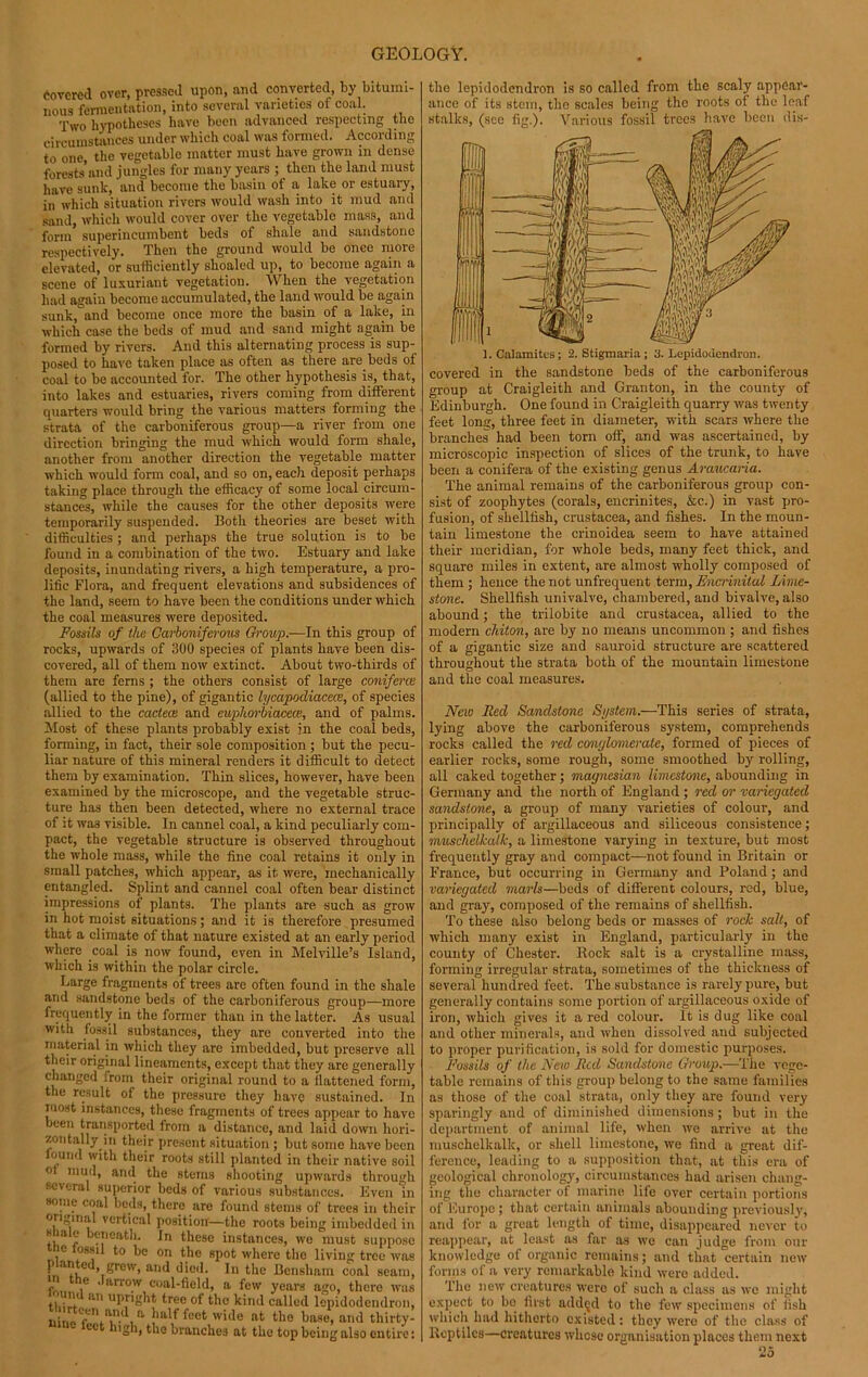 Covered over, pressed upon, and converted, by bitumi- nous fermentation, into several varieties of coal. Two hypotheses have been advanced respecting the circumstances under which coal was formed. According to one, the vegetable matter must have grown in dense forests’and jungles for many years ; then the land must have sunk, and become the basin of a lake or estuary, in which situation rivers would wash into it mud and sand, which would cover over the vegetable mass, and form superincumbent beds of shale and sandstone respectively. Then the ground would be once more elevated, or sufficiently shoaled up, to become again a scene of luxuriant vegetation. When the vegetation had again become accumulated, the land would be again sunk, and become once more the basin of a lake, in which case the beds of mud and sand might again be formed by rivers. And this alternating process is sup- posed to have taken place as often as there are beds of coal to be accounted for. The other hypothesis is, that, into lakes and estuaries, rivers coming from different quarters would bring the various matters forming the strata of the carboniferous group—a river from one direction bringing the mud which would form shale, another from another direction the vegetable matter which would form coal, and so on, each deposit perhaps taking place through the efficacy of some local circum- stances, while the causes for the other deposits were temporarily suspended. Both theories are beset with difficulties ; and perhaps the true solution is to be found in a combination of the two. Estuary and lake deposits, inundating rivers, a high temperature, a pro- lific Flora, and frequent elevations and subsidences of the land, seem to have been the conditions under which the coal measures were deposited. Fossils of the Carboniferous Group.—In this group of rocks, upwards of 300 species of plants have been dis- covered, all of them now extinct. About two-thirds of them are ferns ; the others consist of large coniferce (allied to the pine), of gigantic lycapodiacece, of species allied to the cactece and euphorbiacece, and of palms. Most of these plants probably exist in the coal beds, forming, in fact, their sole composition ; but the pecu- liar nature of this mineral renders it difficult to detect them by examination. Thin slices, however, have been examined by the microscope, and the vegetable struc- ture has then been detected, where no external trace of it wa3 visible. In cannel coal, a kind peculiarly com- pact, the vegetable structure is observed throughout the whole mass, while the fine coal retains it only in small patches, which appear, as it were, mechanically entangled. Splint and cannel coal often bear distinct impressions of plants. The plants are such as grow in hot moist situations; and it is therefore presumed that a climate of that nature existed at an early period where coal is now found, even in Melville’s Island, which is within the polar circle. Large fragments of trees are often found in the shale and sandstone beds of the carboniferous group—more frequently in the former than in the latter. As usual with fossil substances, they are converted into the material in which they are imbedded, but preserve all their original lineaments, except that they are generally changed from their original round to a flattened form, the result of the pressure they have sustained. In most instances, these fragments of trees appear to have been transported from a distance, and laid down hori- zontally in their present situation ; but some have been found with their roots still planted in their native soil of mud, and the stems shooting upwards through several superior beds of various substances. Even in some coal beds, there are found stems of trees in their ongmal vertical position—the roots being imbedded in s iale beneath. In these instances, we must suppose e fossil to be on the spot where the living tree was •an ed,grew, and died. In the Bcnsham coal seam, f ,e ' arr°w coal-field, a few years ago, there was *1 • V ,ln uPt,gkt tree of the kind called lepidodendron, liin/f.'VV'^i a Jllllff«c‘wide at the base, and thirty- ec high, the branches at the top being also entire: the lepidodendron is so called from the scaly appear- ance of its stem, the scales being the roots of the leaf stalks, (see fig.). Various fossil trees have been dis- ]. Calamities; 2. Stigmaria ; 3. Lepidodendron. covered in the sandstone beds of the carboniferous group at Craigleith and Gran ton, in the county of Edinburgh. One found in Craigleith quarry was twenty feet long, three feet in diameter, with scars where the branches had been torn off, and was ascertained, by microscopic inspection of slices of the trunk, to have been a conifera of the existing genus Araucaria. The animal remains of the carboniferous group con- sist of zoophytes (corals, encrinites, &c.) in vast pro- fusion, of shellfish, Crustacea, and fishes. In the moun- tain limestone the crinoidea seem to have attained their meridian, for whole beds, many feet thick, and square miles in extent, are almost wholly composed of them ; hence the not unfrequent term, Encrinital Lime- stone. Shellfish univalve, chambered, and bivalve, also abound; the trilobite and Crustacea, allied to the modern chiton, are by no means uncommon ; and fishes of a gigantic size and sauroid structure are scattered throughout the strata both of the mountain limestone and the coal measures. New Red Sandstone System.—This series of strata, lying above the carboniferous system, comprehends rocks called the red conglomerate, formed of pieces of earlier rocks, some rough, some smoothed by rolling, all caked together; magnesian limestone, abounding in Germany and the north of England ; red or variegated sandstone, a group of many varieties of colour, and principally of argillaceous and siliceous consistence; muschelkalk, a limestone varying in texture, but most frequently gray and compact—not found in Britain or France, but occurring in Germany and Poland; and variegated marls—beds of different colours, red, blue, and gray, composed of the remains of shellfish. To these also belong beds or masses of rock salt, of which many exist in England, particularly in the county of Chester. Rock salt is a crystalline mass, forming irregular strata, sometimes of the thickness of several hundred feet. The substance is rarely pure, but generally contains some portion of argillaceous oxide of iron, which gives it a red colour. It is dug like coal and other minerals, and when dissolved and subjected to proper purification, is sold for domestic purposes. Fossils of the New Red Sandstone Group.—The vege- table remains of this group belong to the same families as those of the coal strata, only they are found very sparingly and of diminished dimensions; but in the department of animal life, when we arrive at the muschelkalk, or shell limestone, we find a great dif- ference, leading to a supposition that, at this era of geological chronology, circumstances had arisen chang- ing the character of marine life over certain portions of Europe ; that certain animals abounding previously, and for a great length of time, disappeared never to reappear, at least as far as we can judge from our knowledge of organic remains; and that certain new forms of a very remarkable kind were added. The new creatures were of such a class as we might expect to bo first added to the few specimens of fish which had hitherto existed: they were of the class of Reptiles—creatures whose organisation places them next